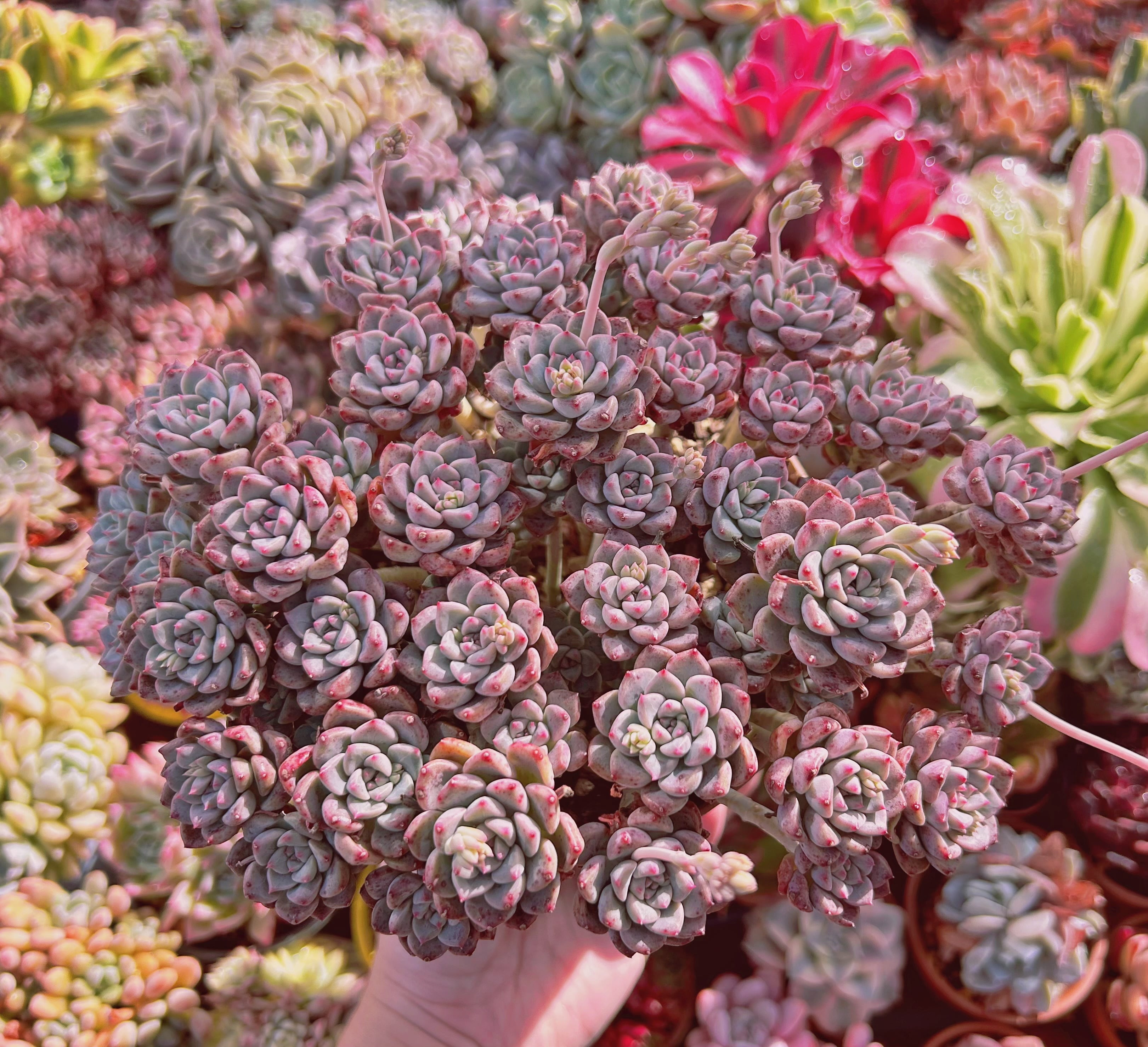 #273現物　多肉植物　ベビードール　特特特大　