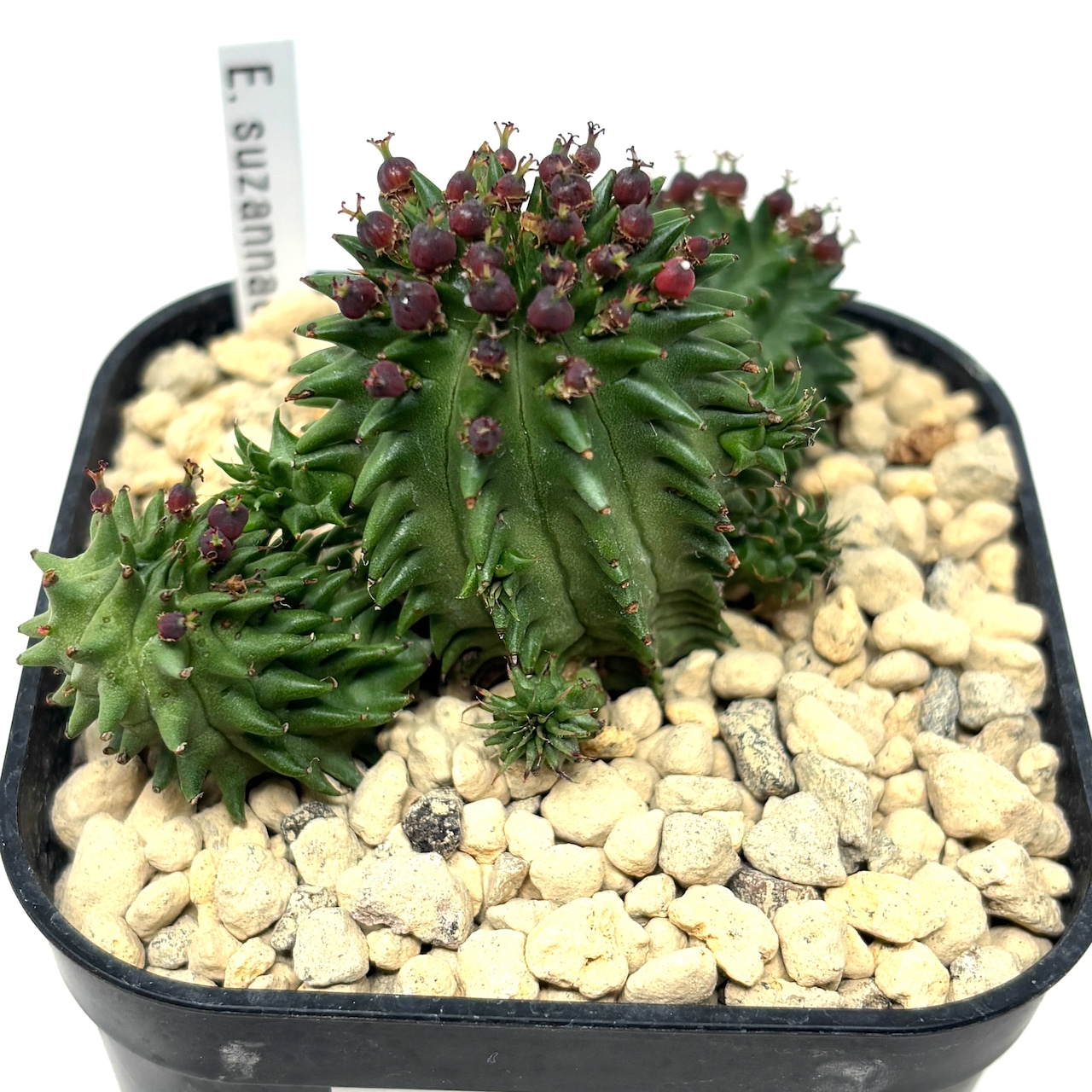 ユーフォルビア スザンナエ【369】