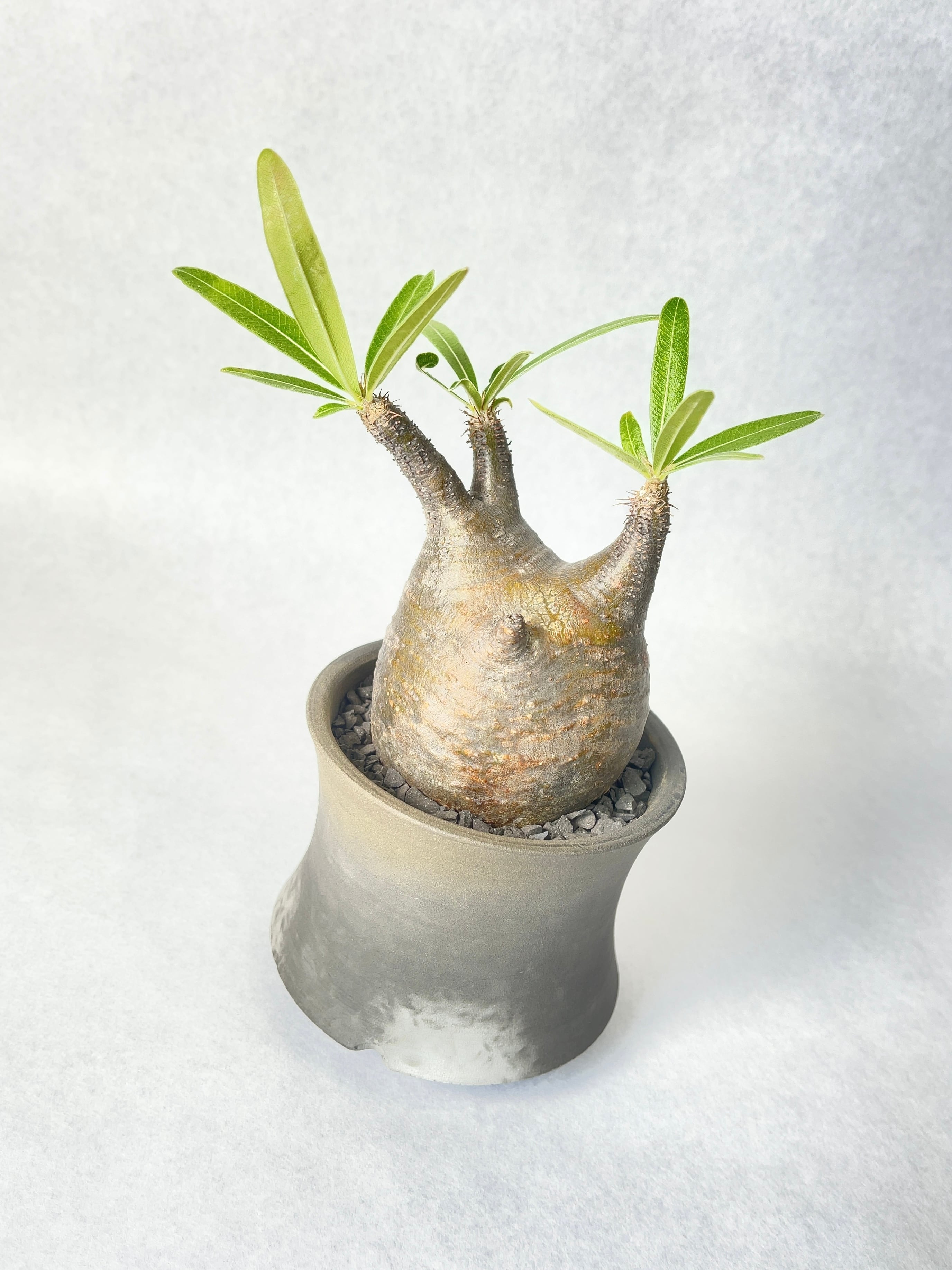 パキポディウム・グラキリス | trigger