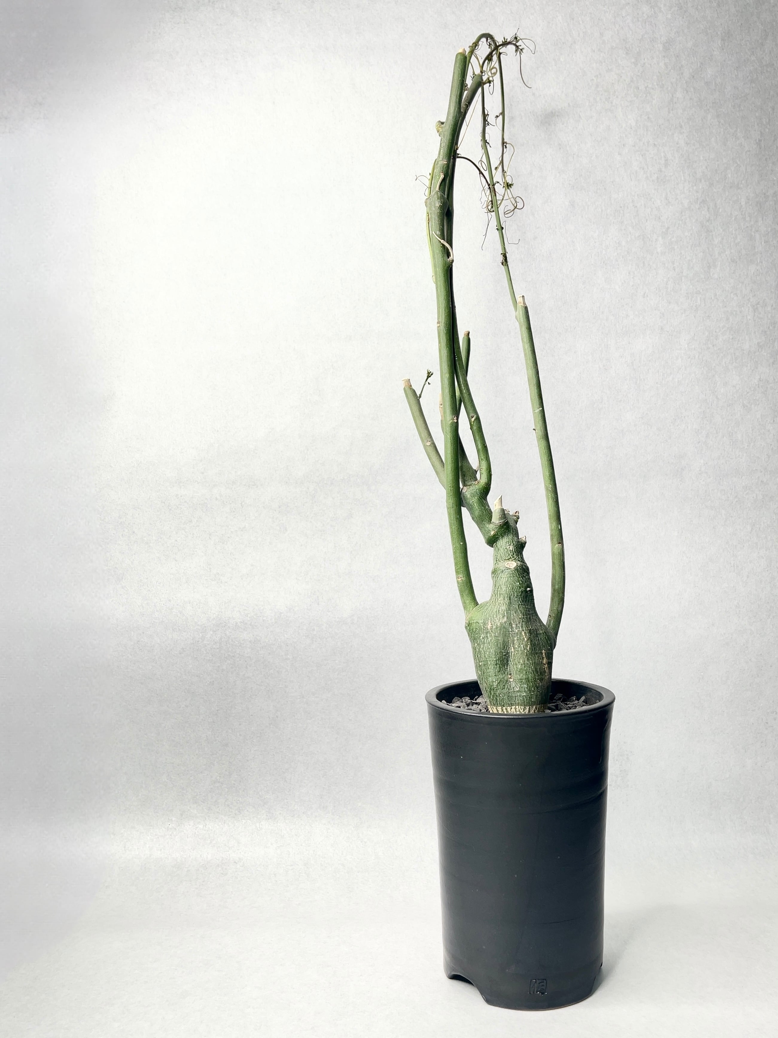 アデニア・ベネナータ | trigger