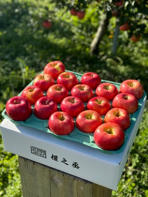 葉とらず高徳　家庭用5kg