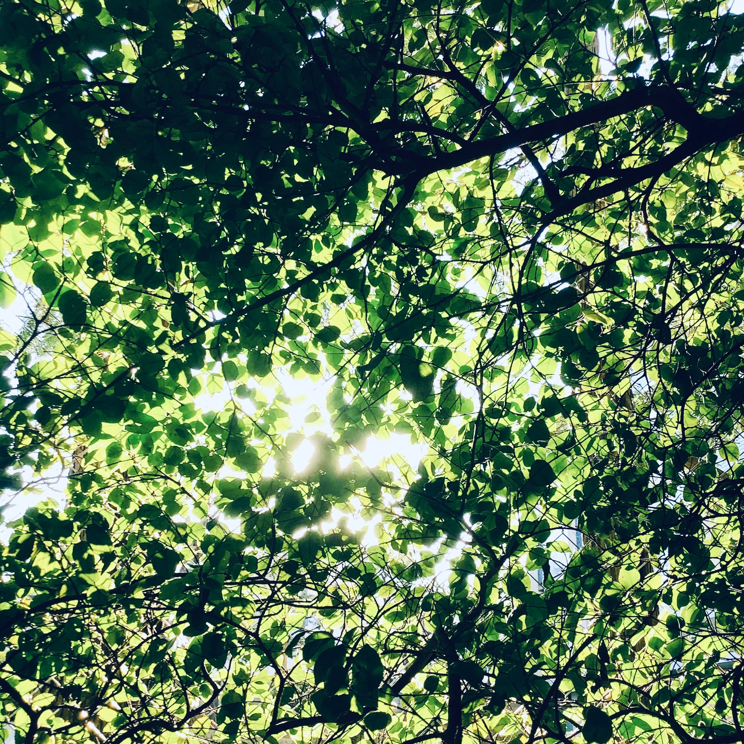 邦楽 mugamichill Poland CD MUGAMICHILL - POLAND (CD) | meltinto