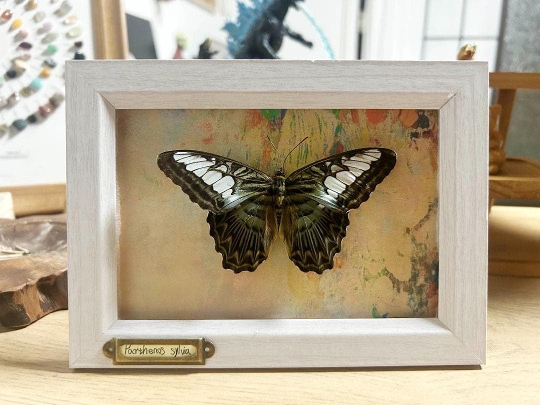 タテハチョウ Parthenos sylvia 蝶標本 | Dharana·Hong