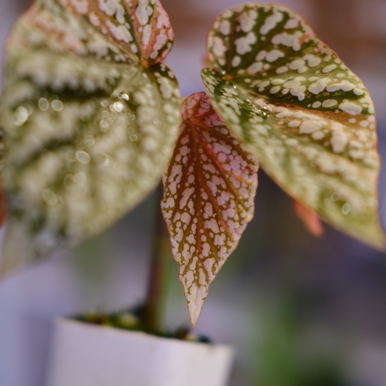 Begonia Snow Capped Variegata｜ベゴニア スノーキャップド 斑入り②｜観葉植物