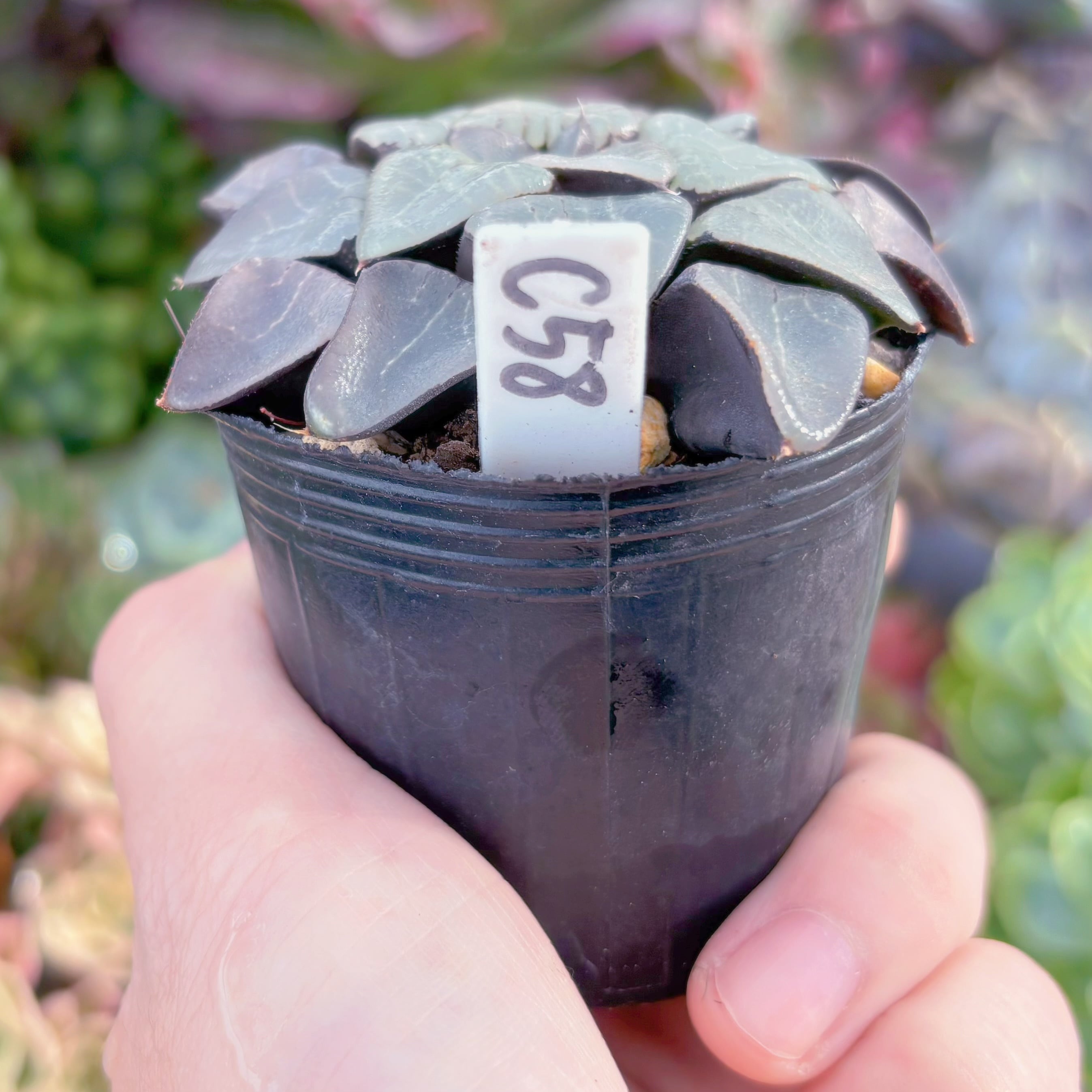 現品 ハオルチア月影寿#C58 古株 るる農園 | るる農園~多肉植物専門