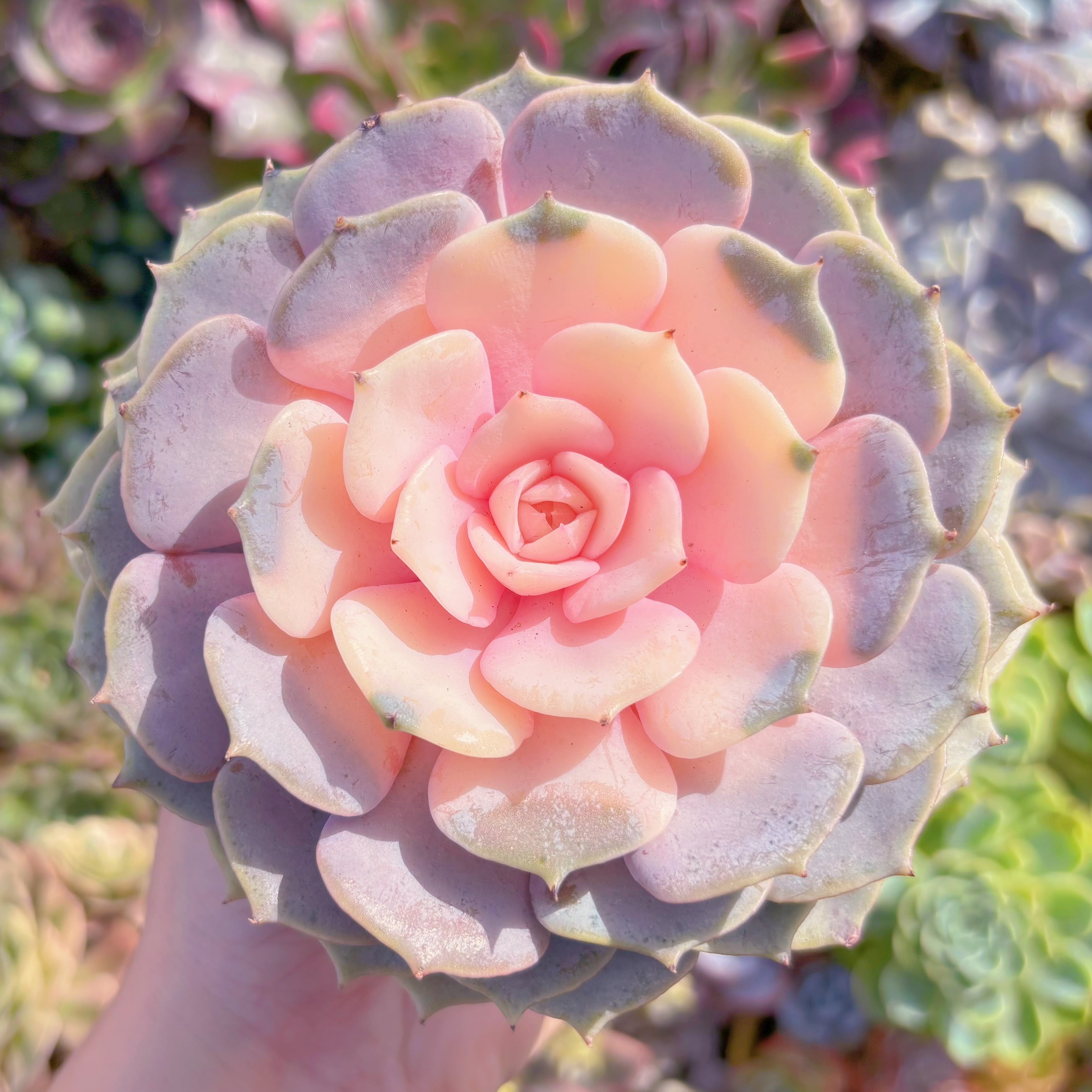 多肉植物　ピンクローラ錦　大苗　新入荷　るる農園