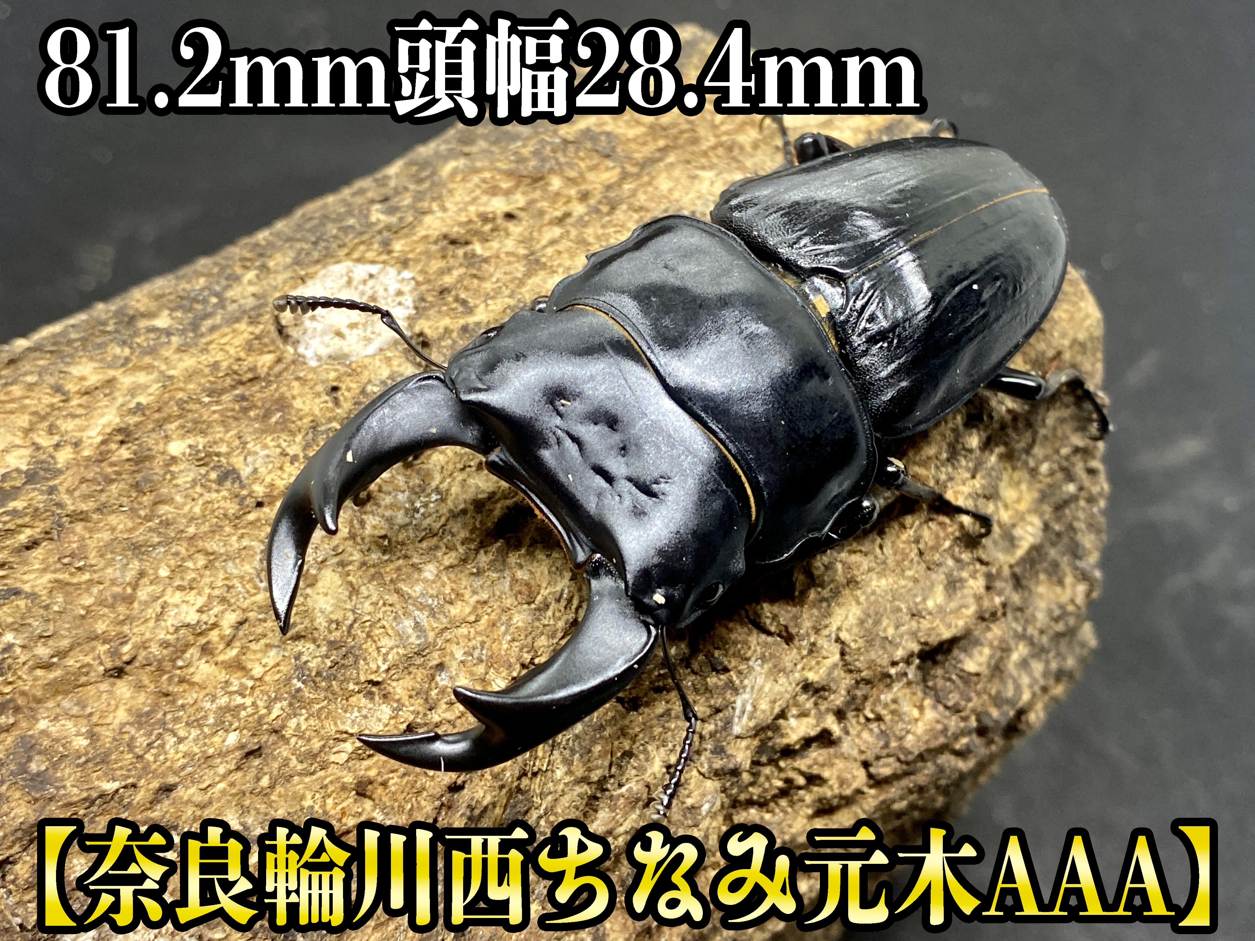 □□国産オオクワガタ奈良輪川西元木SP血統ペア