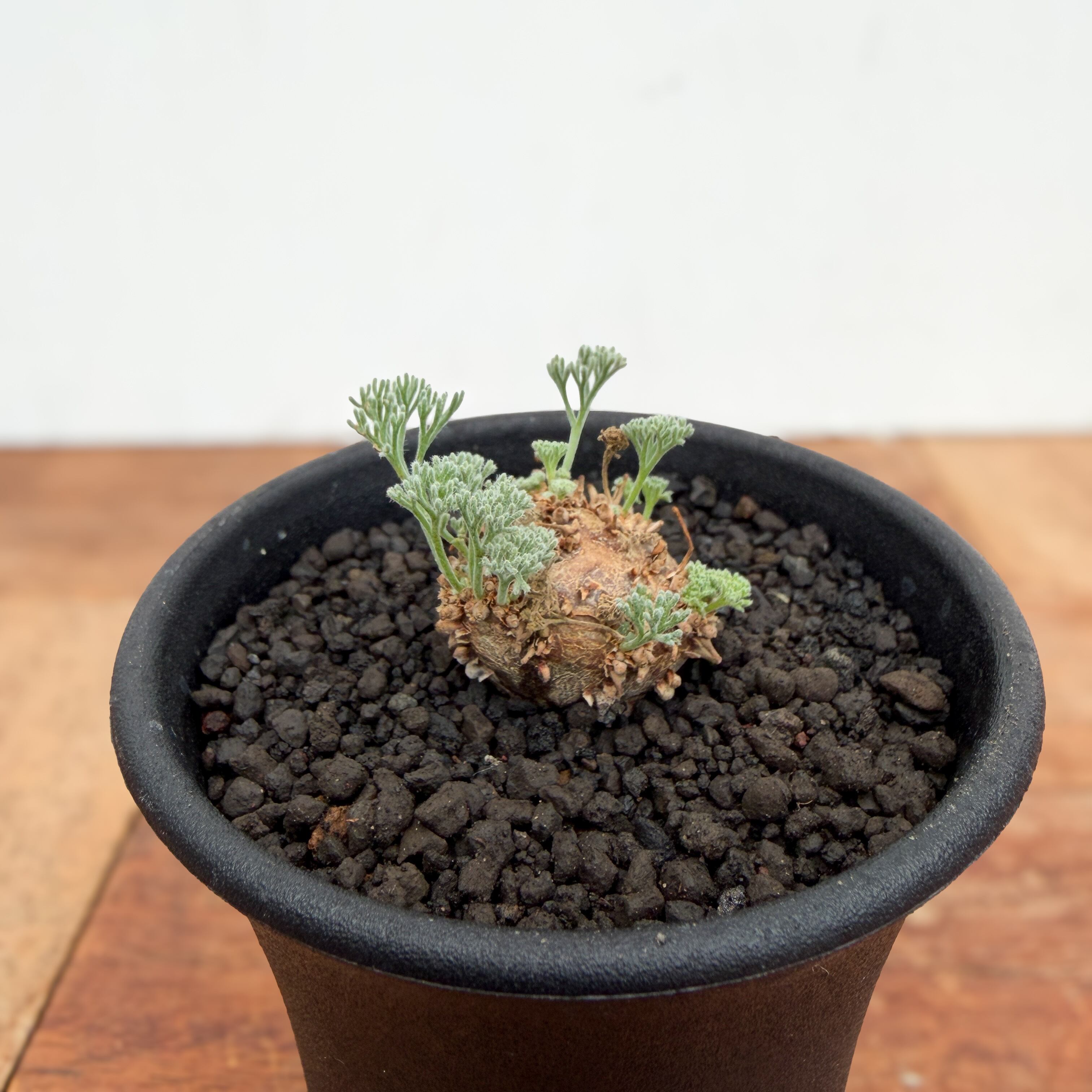 Monsonia peniculina 【モンソニア・ペニクリナム・実生】 | RIMO'S