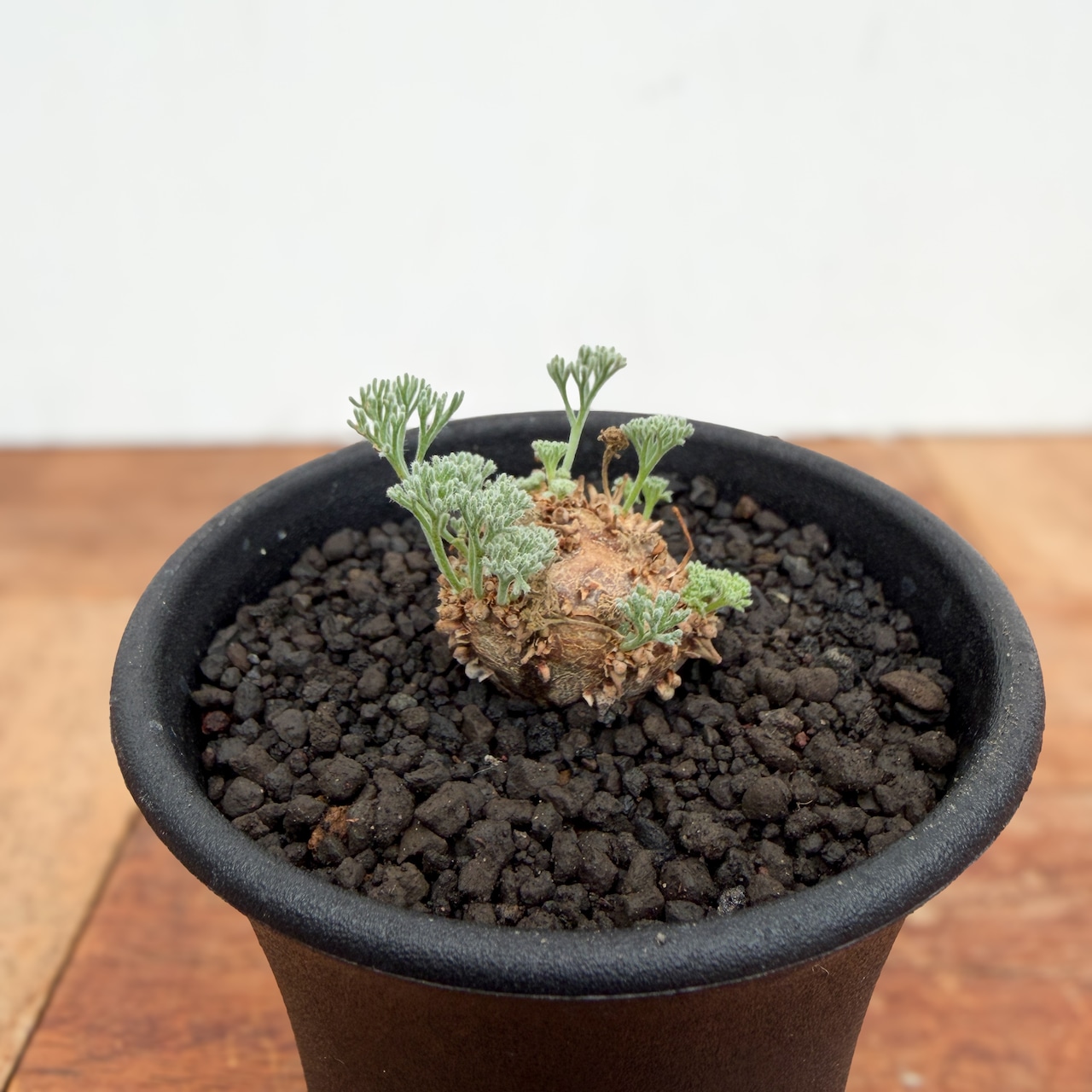 Monsonia peniculina 【モンソニア・ペニクリナム・実生】