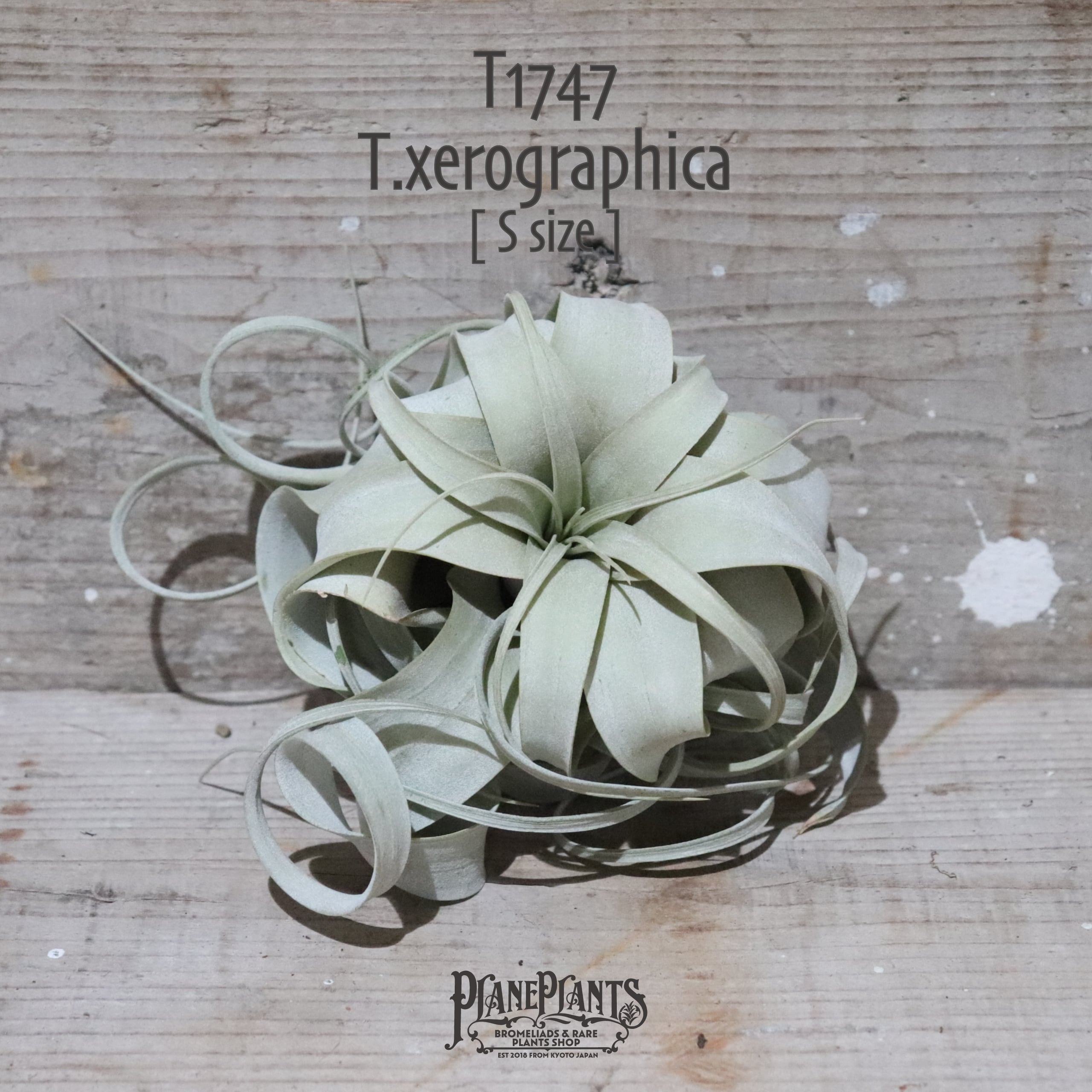 【送料無料】キセログラフィカ S〔エアプランツ〕現品発送T1747