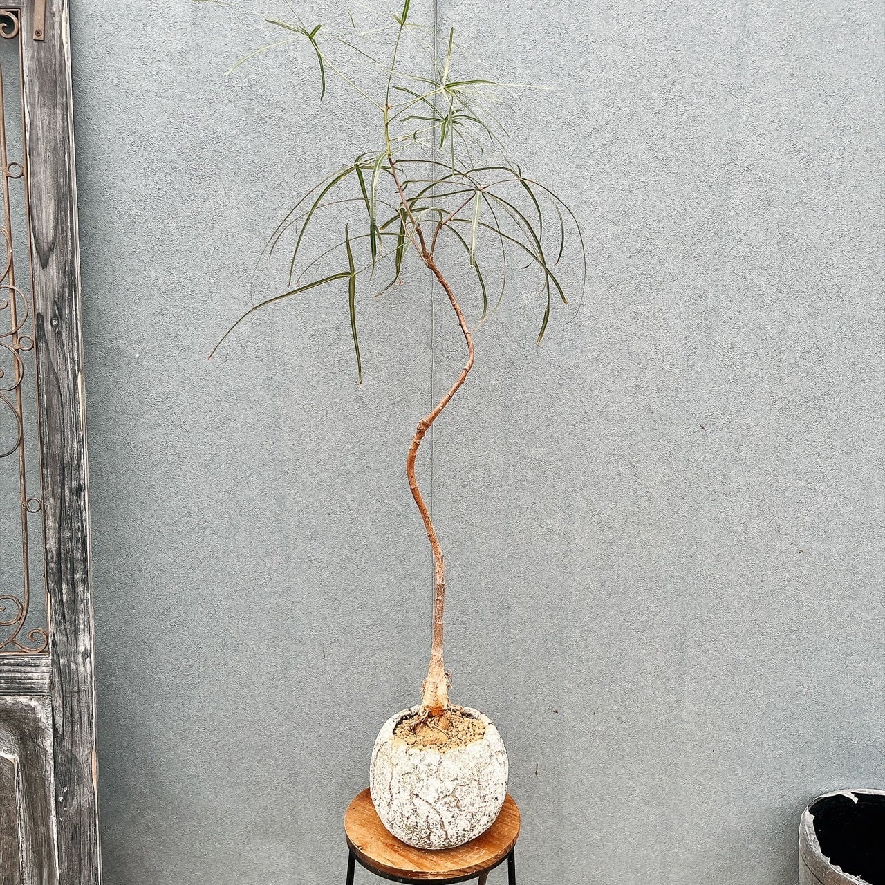 現品］【希少】A38 アガベ クイック シルバー 8号 観葉植物 レア