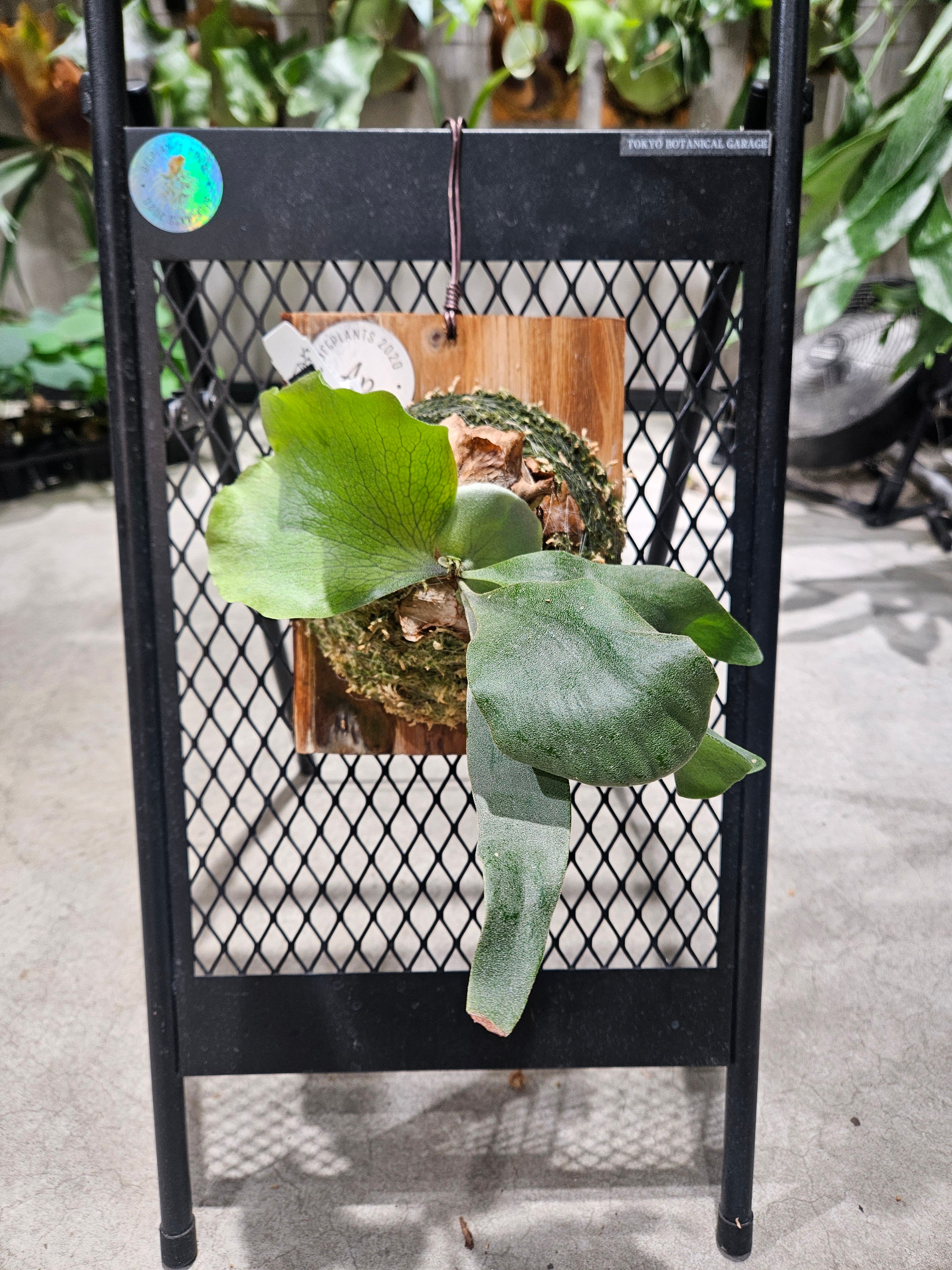 ビカクシダ、ARS-A 0ff476a815b42a9ac4af8596d1b8ca