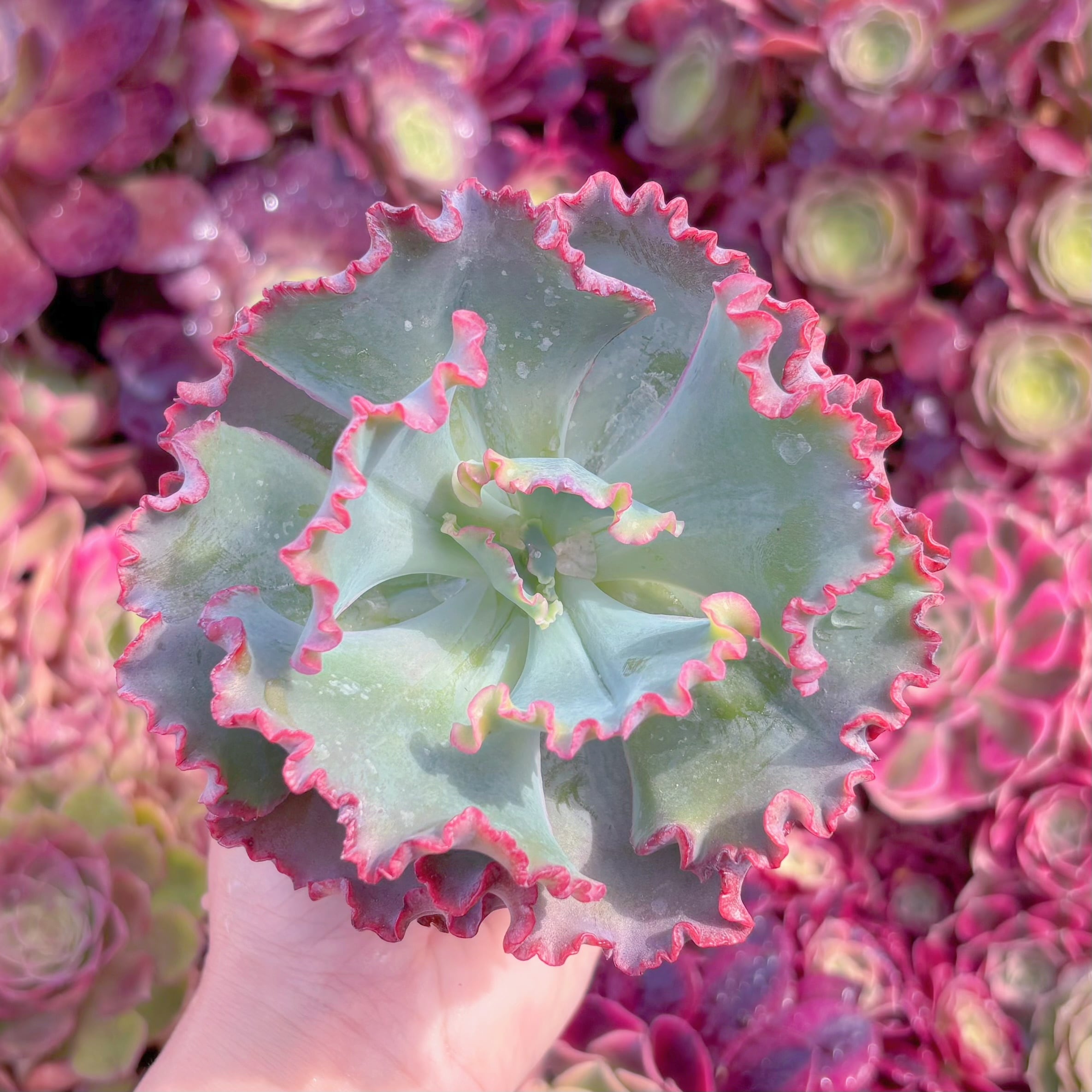 現品　女王の花笠#K519　大苗　るる農園