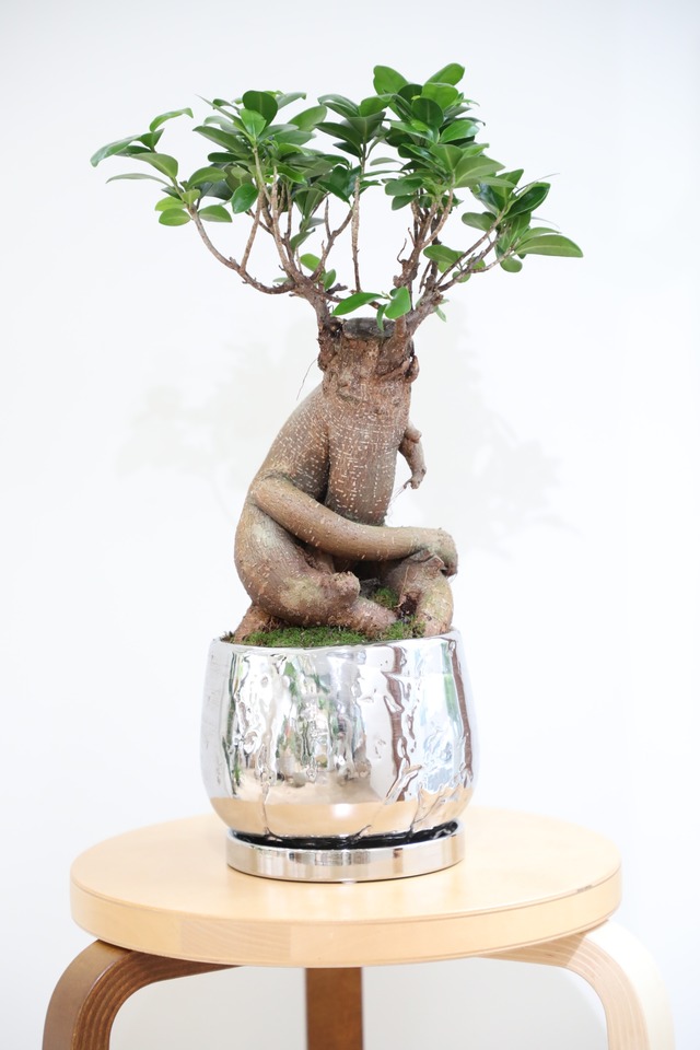 【M】ガジュマル/Ficus microcarpa　※陶器鉢付き