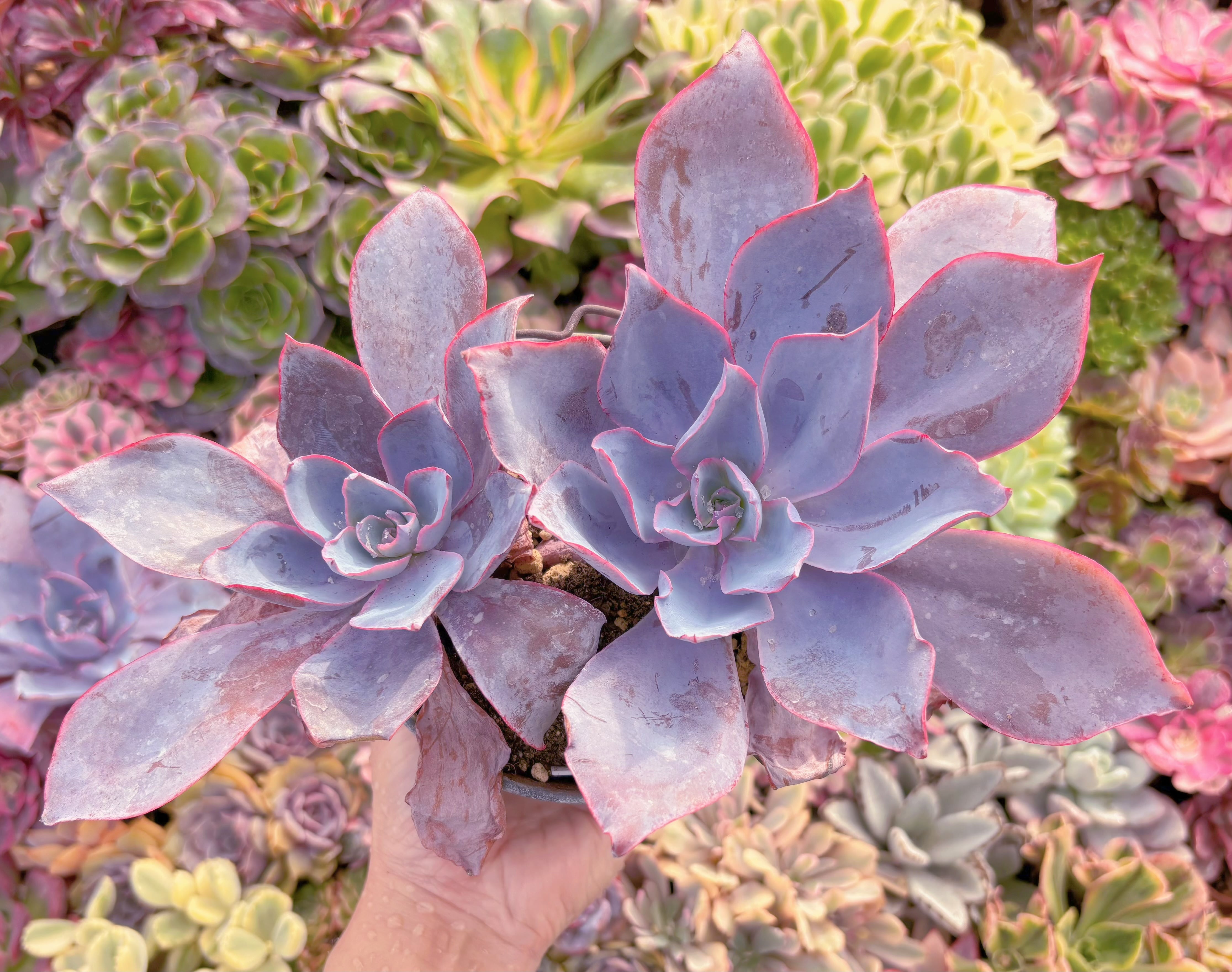 現品　アフターグロー#F056　るる農園