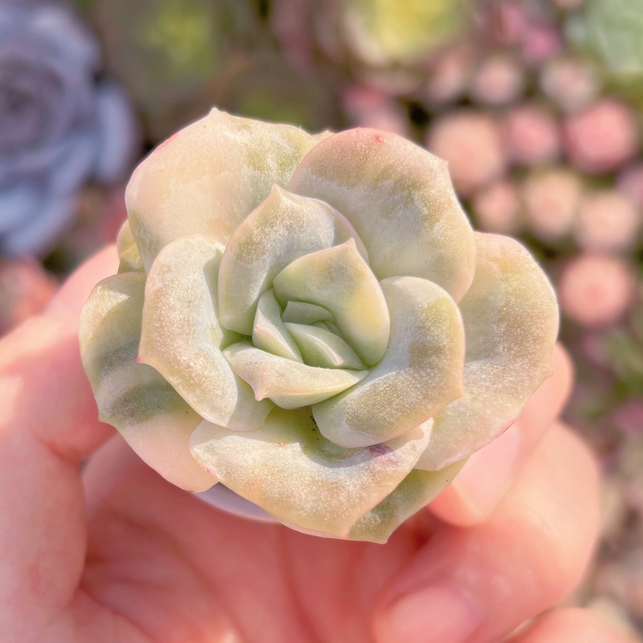 現品　ラブリーローズ錦(白斑)#A077　るる農園