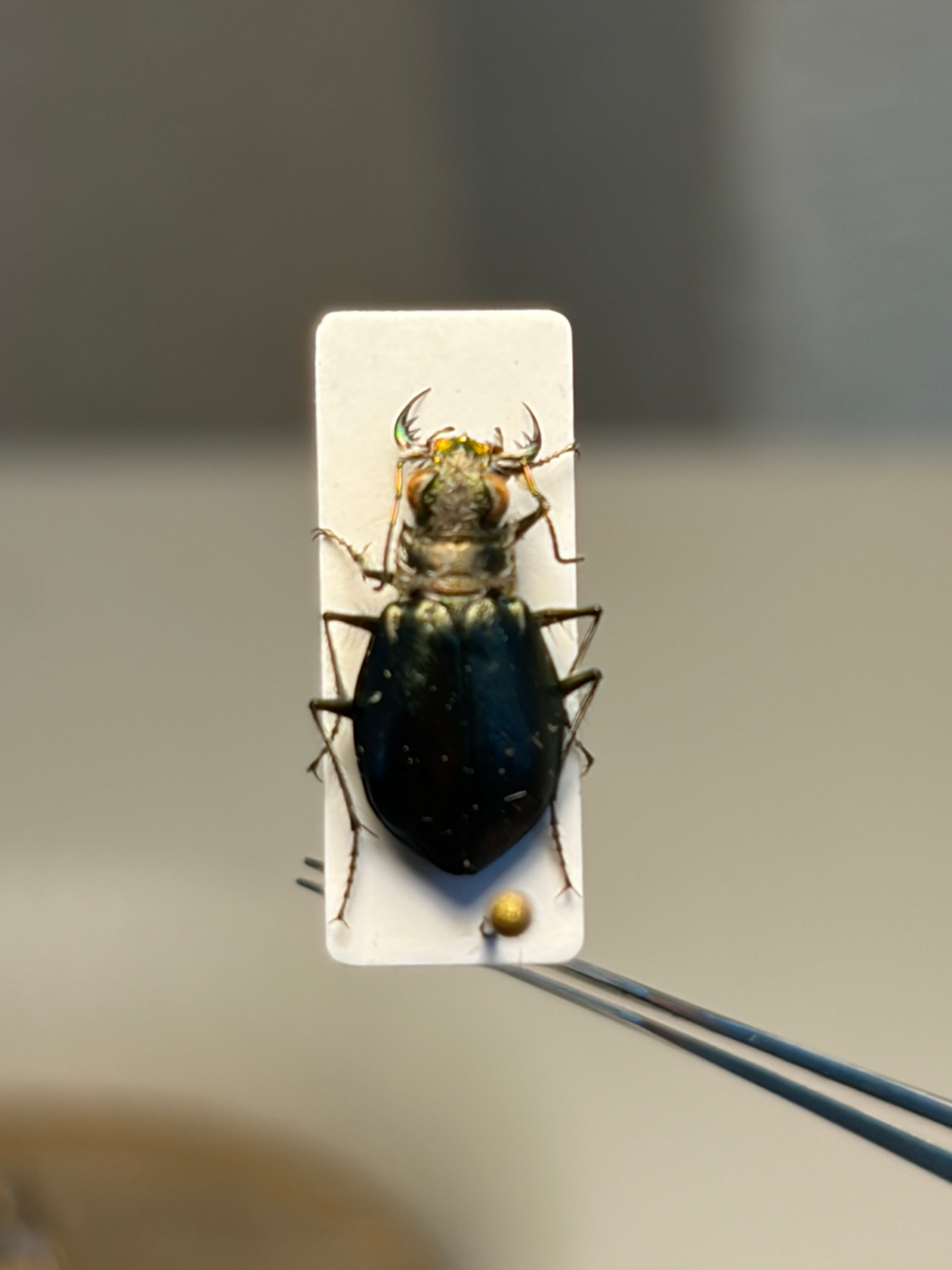 一属一種】ヒラタハンミョウ ケブカハンチョウの一種 固有種 標本
