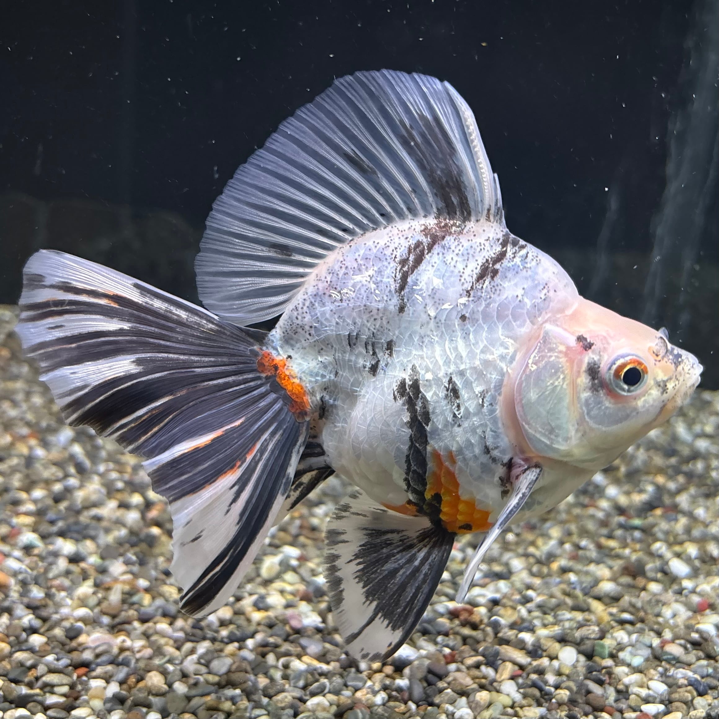 ブロードテール琉金 上物 14cm | 金魚・熱帯魚専門店 AquaPro.H