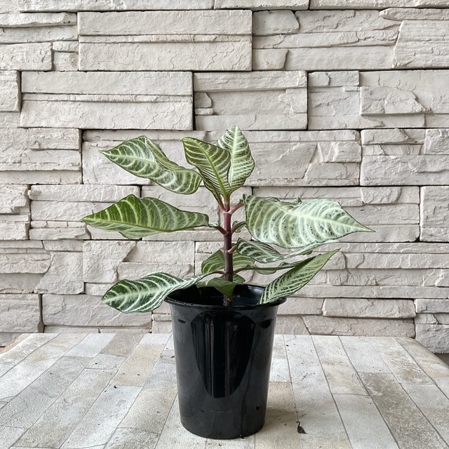 観葉植物 アランフェドラ ダニア シルバークラウド 4号 橋本種苗園