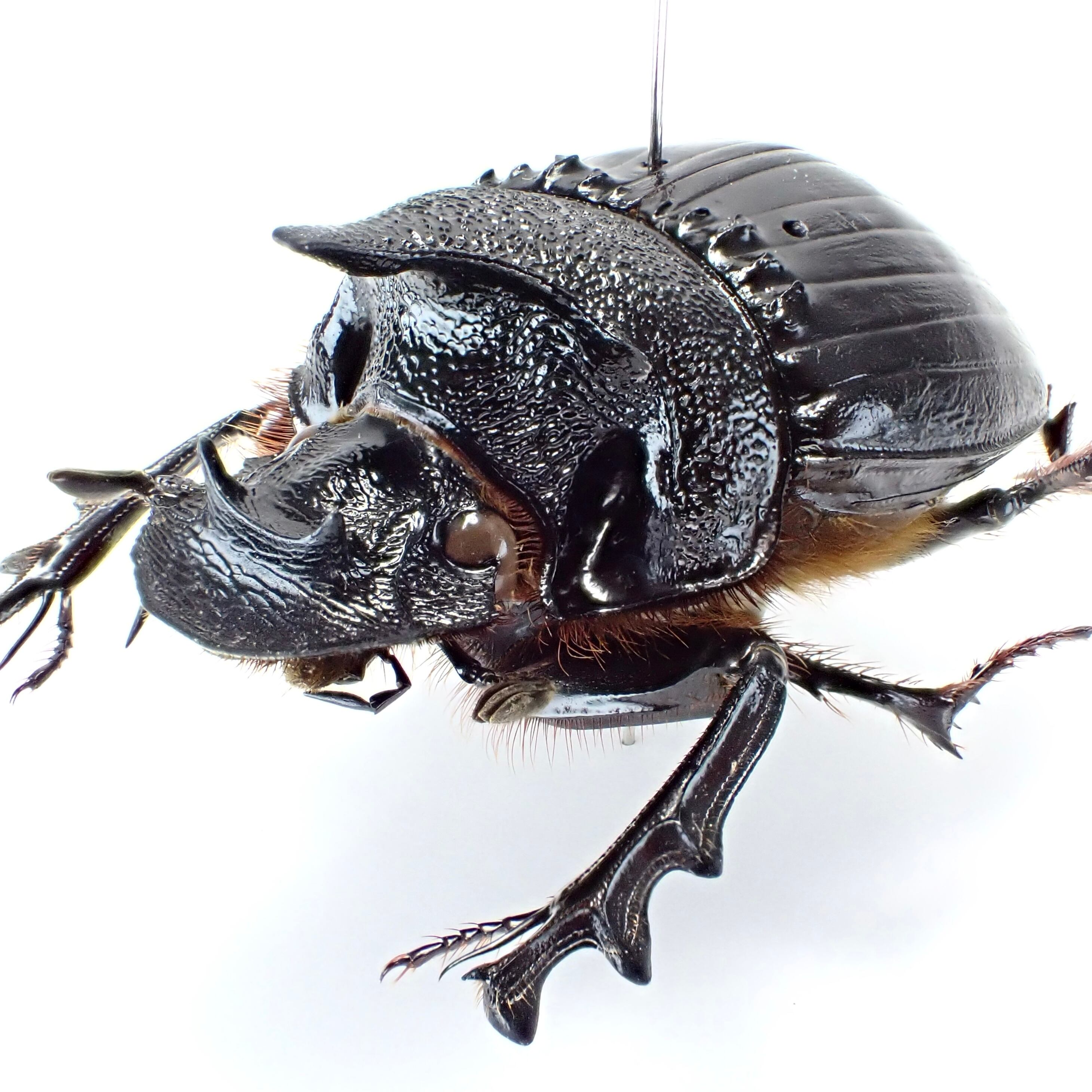 タンザニア産 Heliocopris hamifer ♂ 34mm | 昆虫標本 Diggers & Rollers