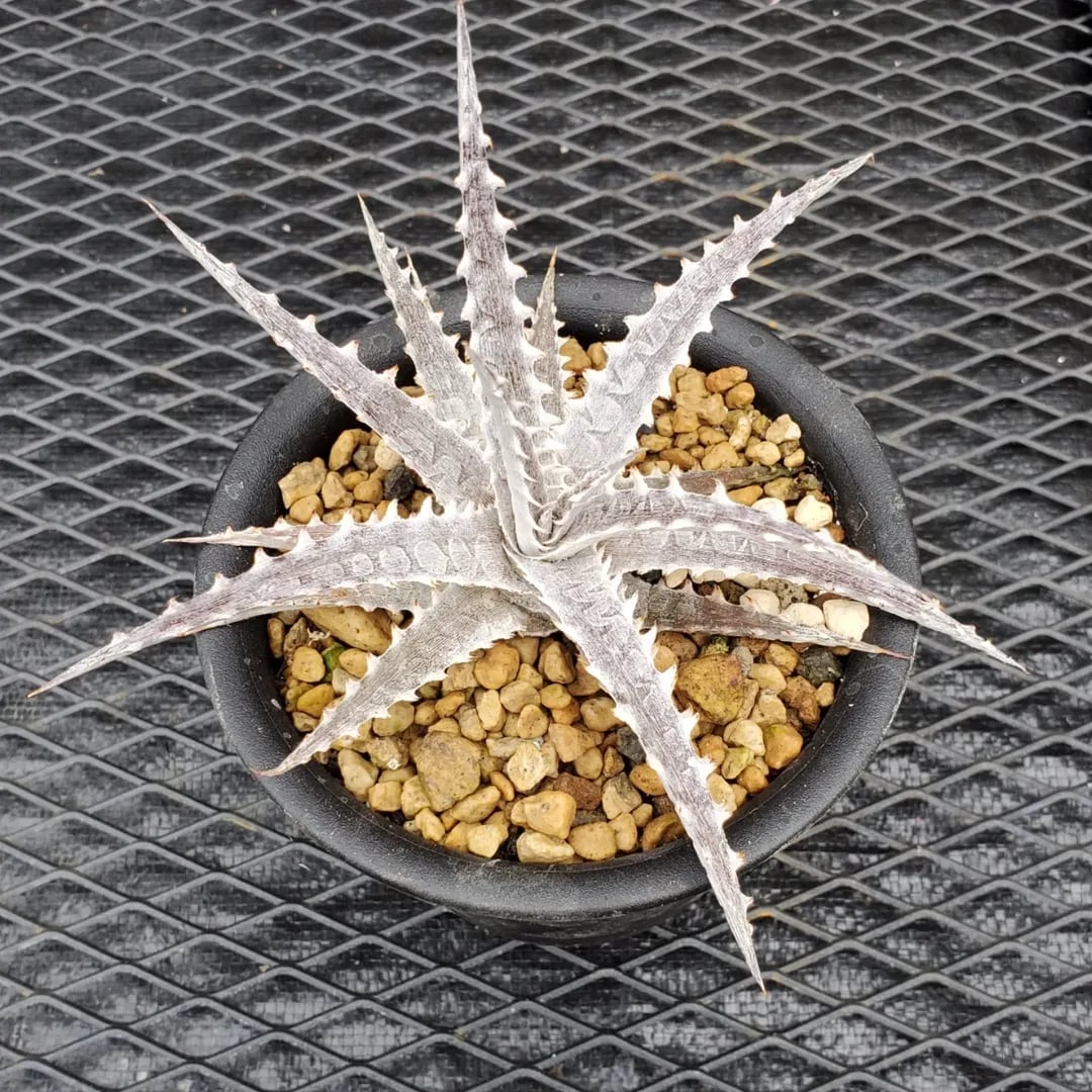 Dyckia(ディッキア) | レアプランツ通販サイトPlants Maniax Dyckia(ディッキア) | レアプランツ通販サイトPlants Maniax