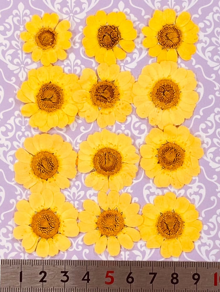 コンパクト押し花 ムルチコーレ 小さめ ｍｍ 30ｍｍ 少量をパックにしてお届け 押し花素材 はなはなぐりゅっけ