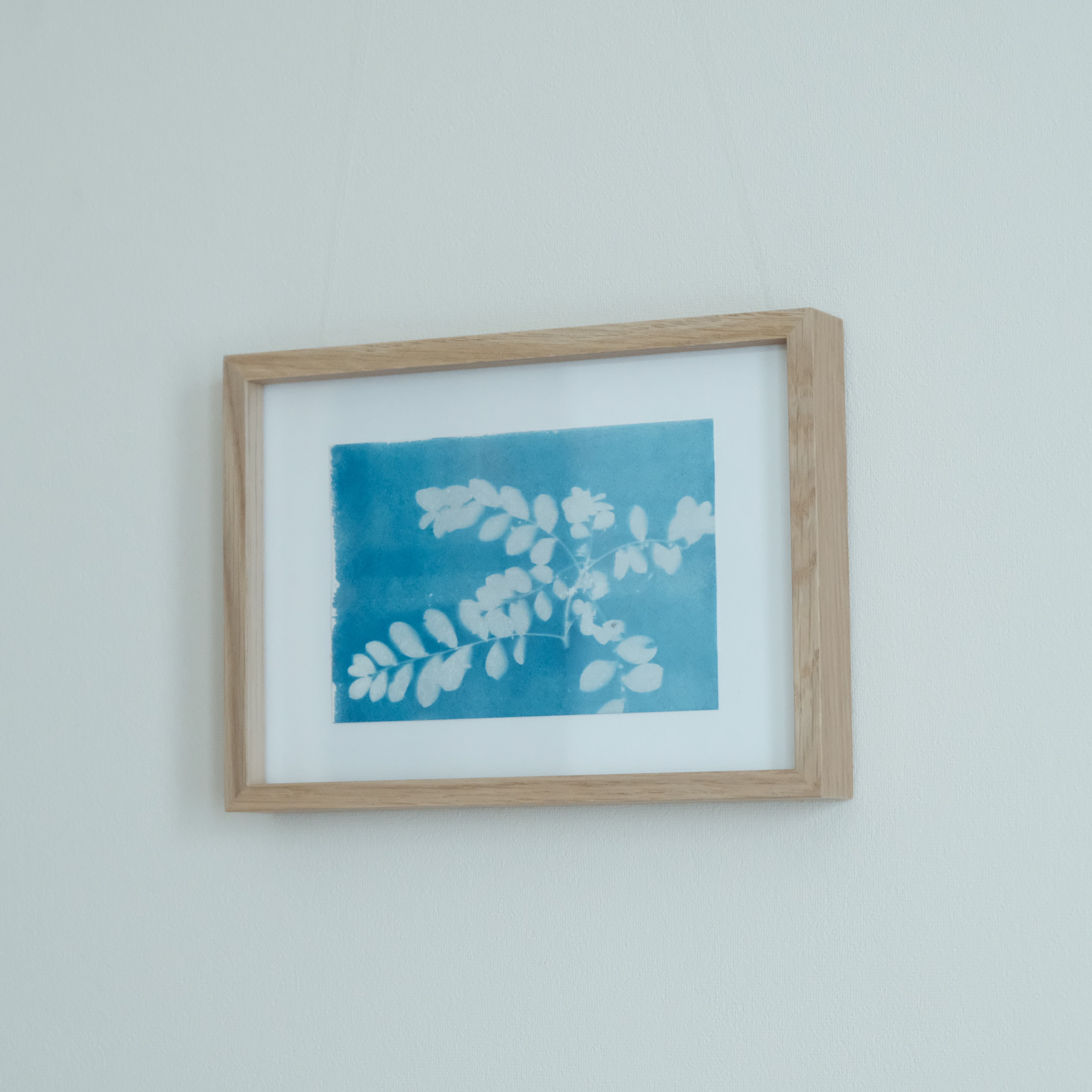 植物の青写真　cyanotype #3