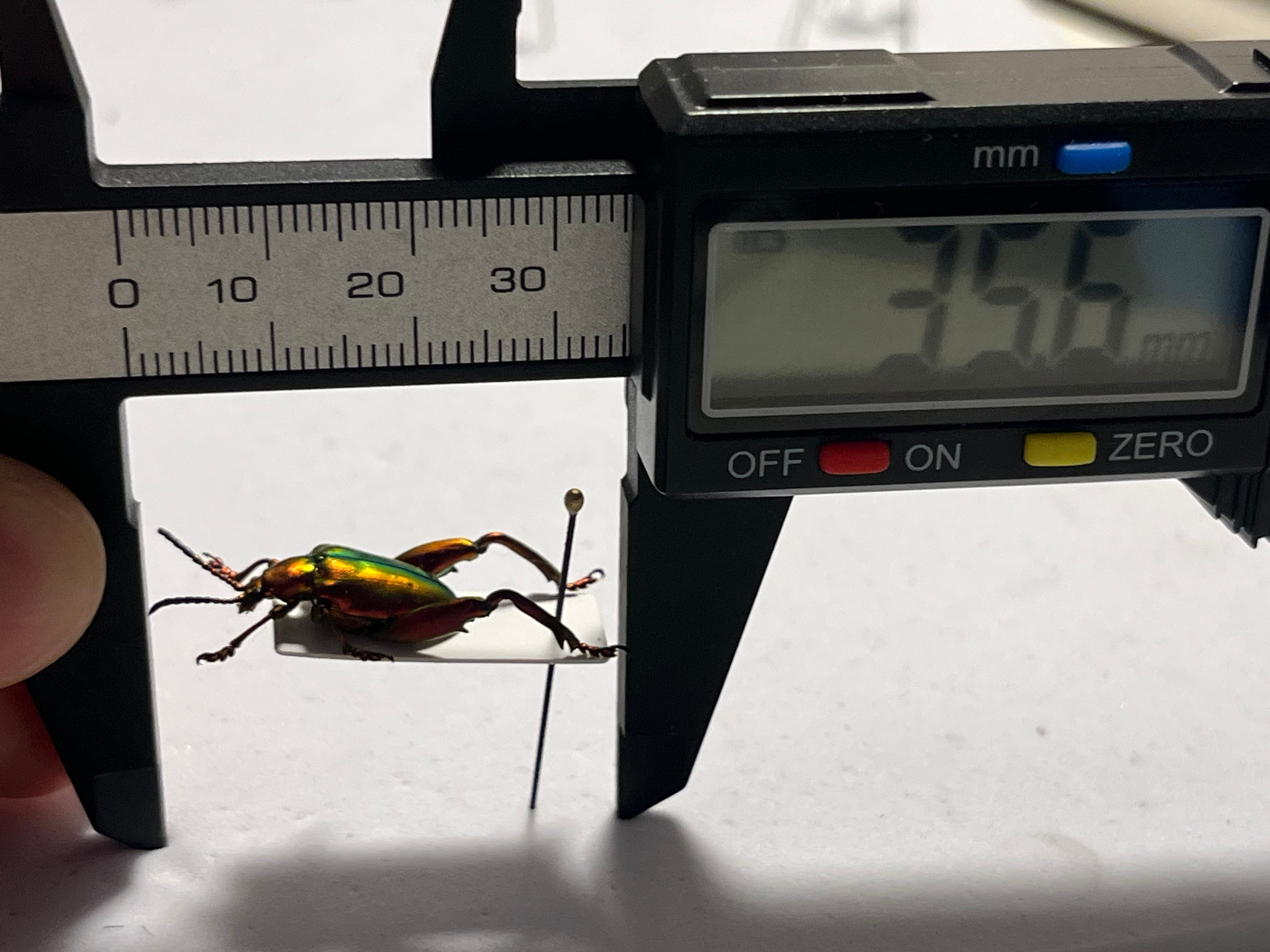 ミドリモモブトハムシ レッドフォーム 標本 プラチナコガネ タマムシ