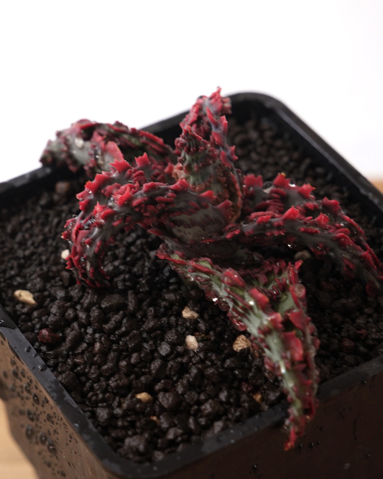 抜き苗 アロエ TCT グロリアスドラゴン Aloe 'Glorious Dragon'