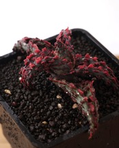 抜き苗 アロエ TCT グロリアスドラゴン Aloe 'Glorious Dragon'