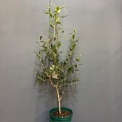 【新着3日限定10%OFF】オリーブ　ネバディロ　ブランコ【211】