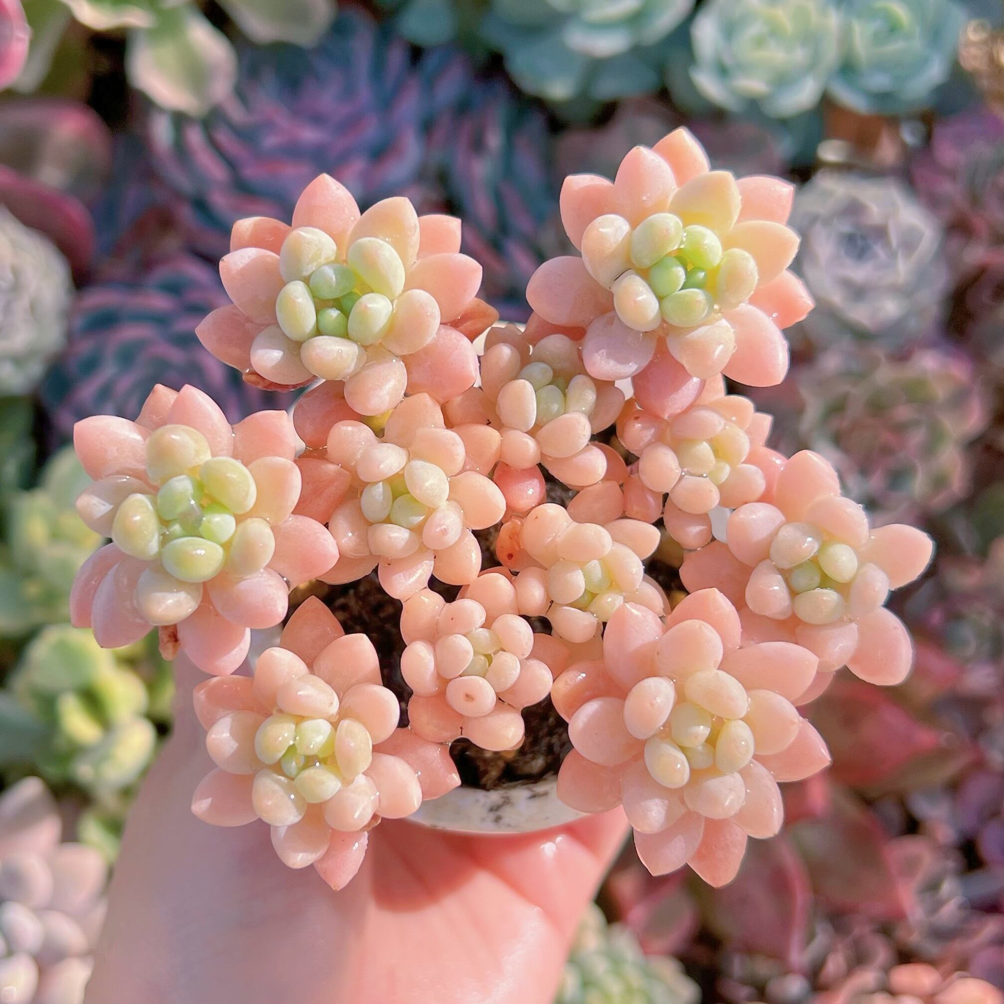 現品　ピンクロココ#630　群生　るる農園