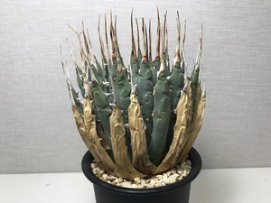 アガベ ユタエンシス エボリスピナ