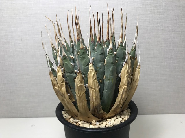 アガベ ユタエンシス エボリスピナ