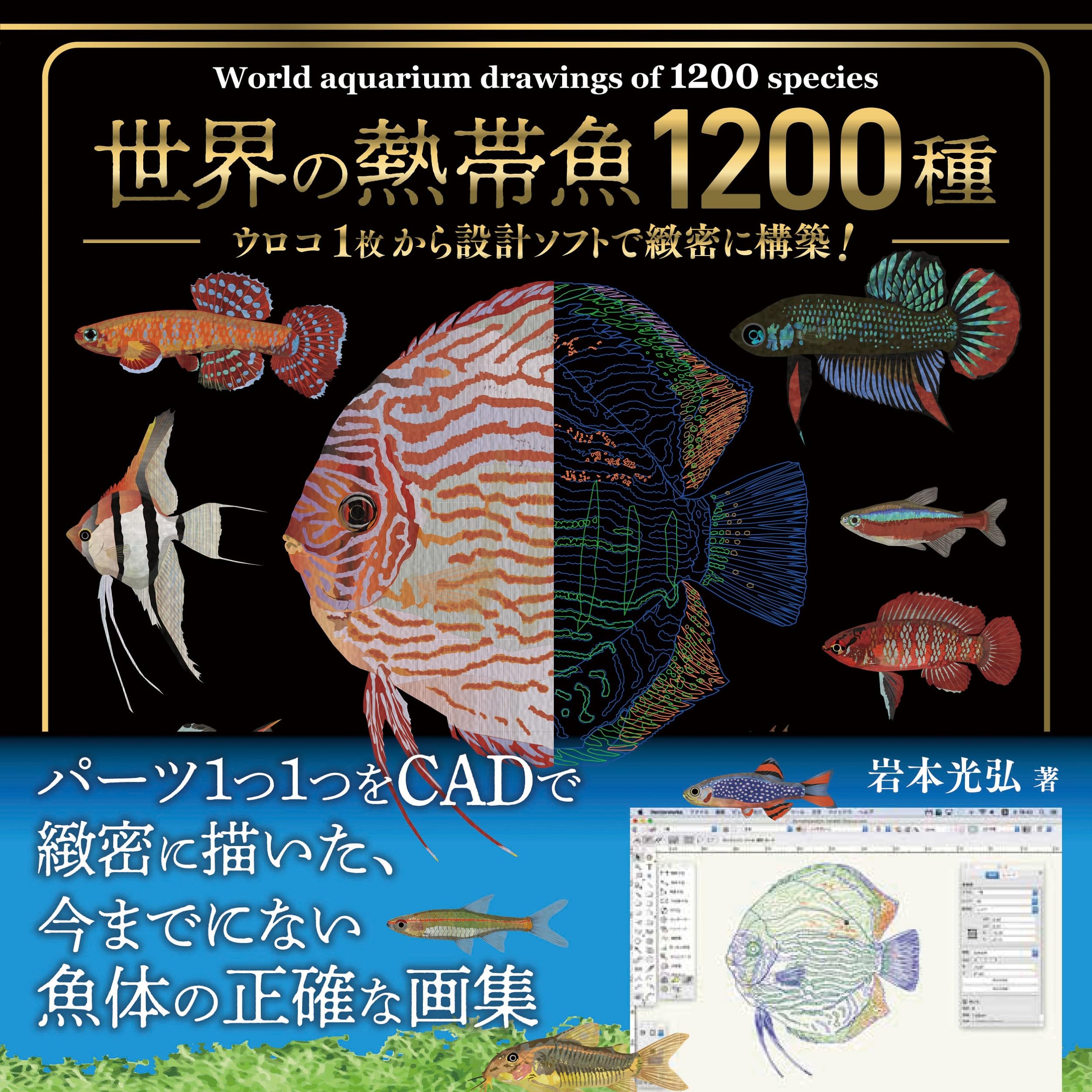 伝説ノ蝉】フウセンゼミ ハラブトゼミ Cystosoma saundersii 昆虫標本