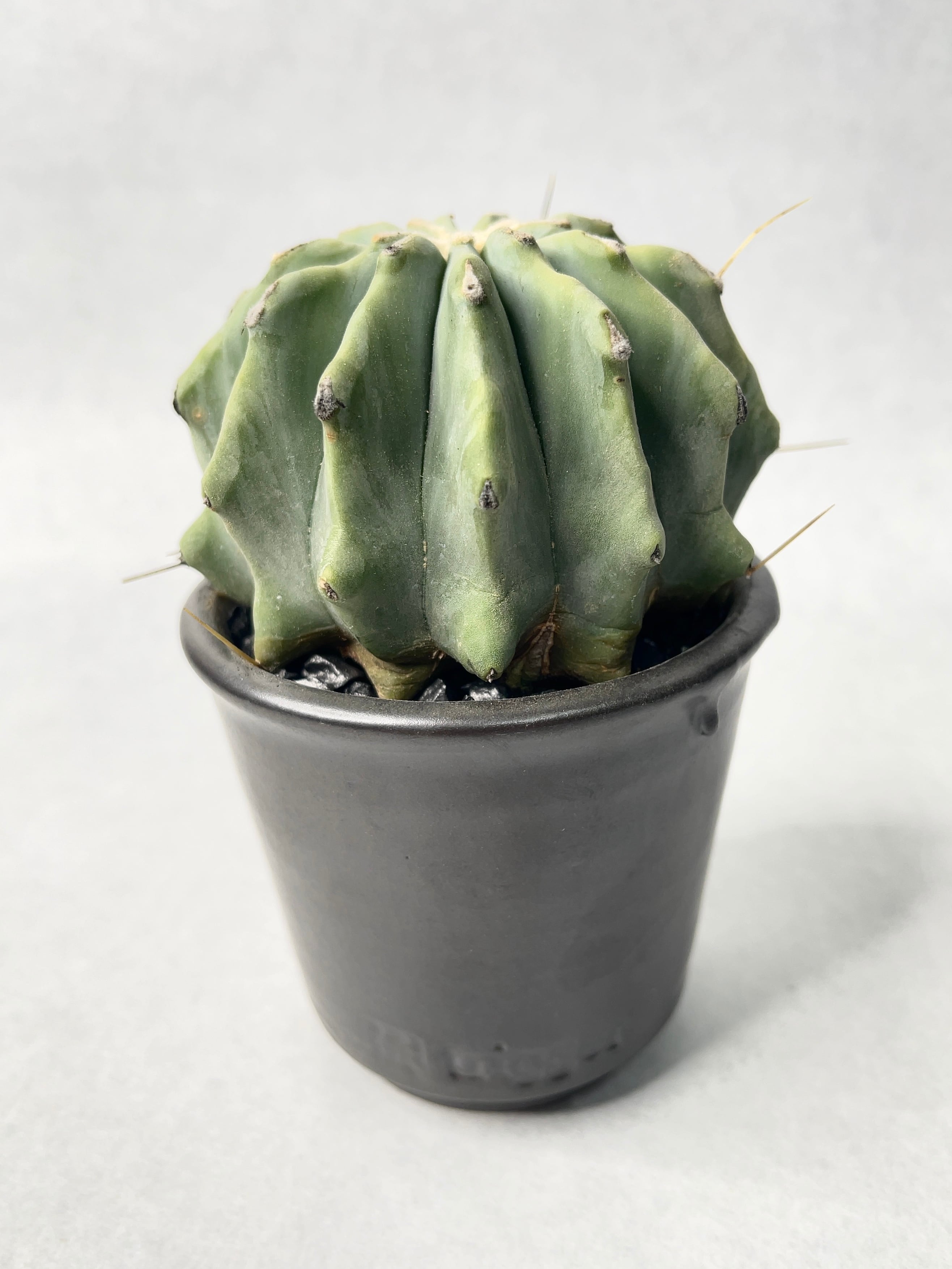 【G】フェロカクタス・王冠竜　子株付き G】フェロカクタス・王冠竜 子株付き