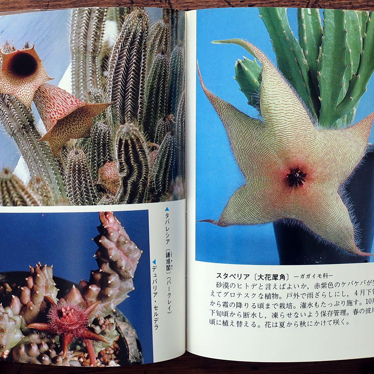 多肉植物 中西康雄 (カラーブックス 704) | タイムカプセル