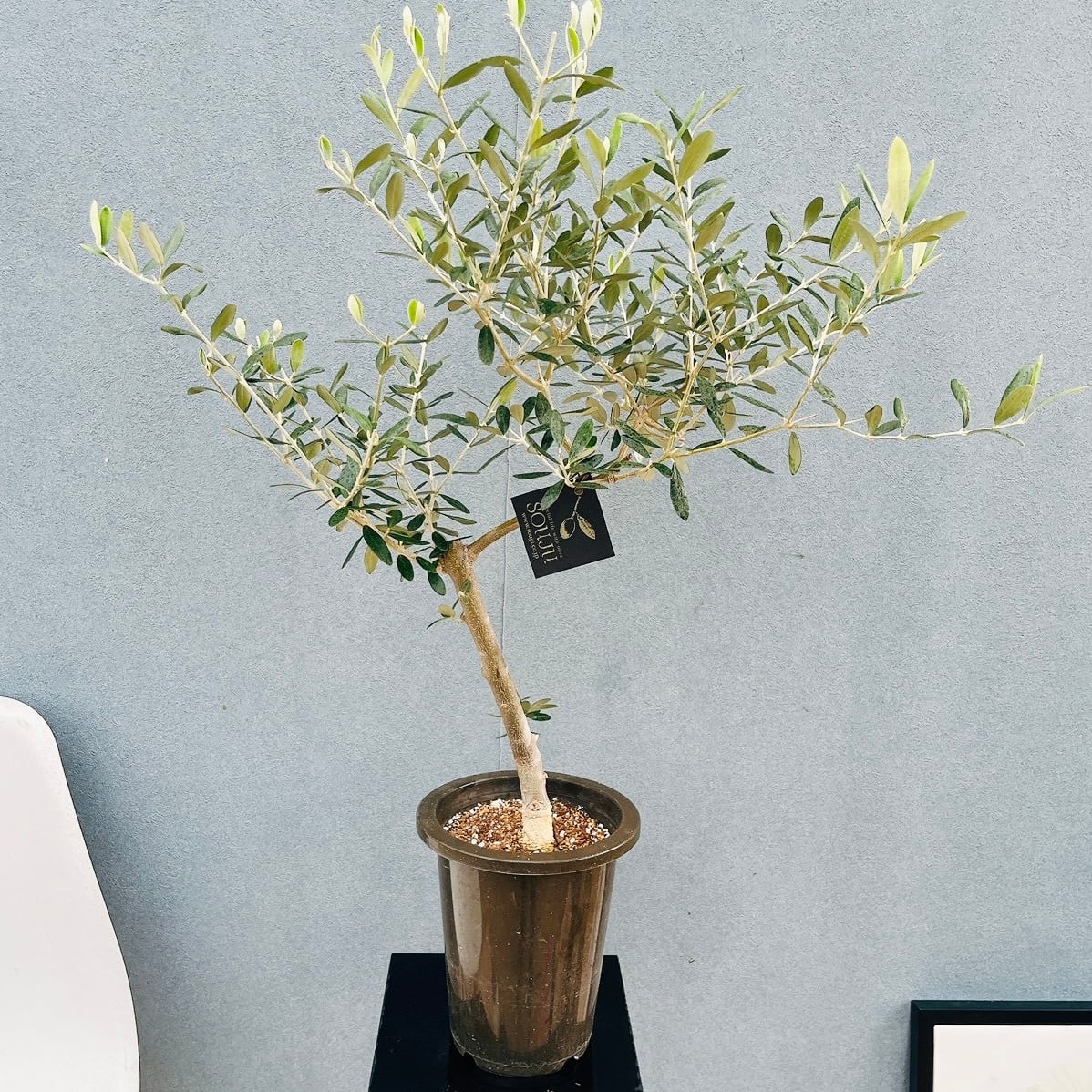 現品］☆初入荷☆ 29番 創樹 オリーブ コレッジョラ 6号 観葉植物