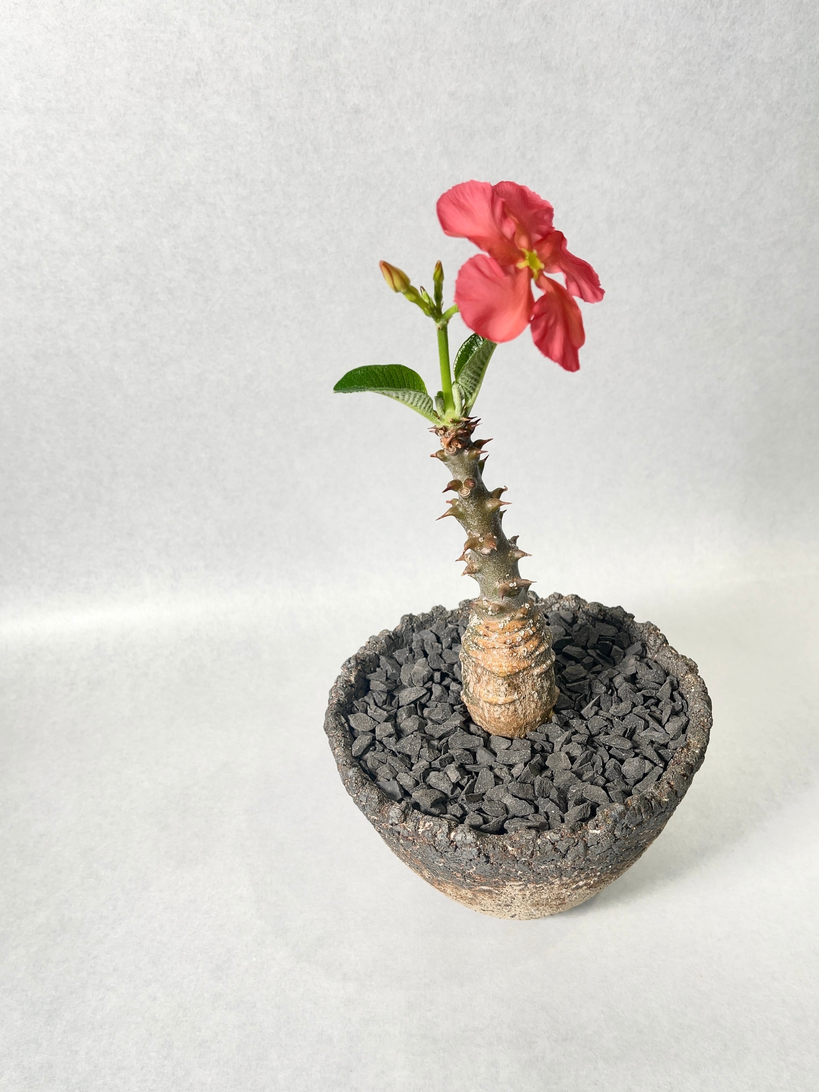 【突然の高級パキポ】パキディウム バロニー ver.ウィンゾリー‼︎‼︎‼︎ 4179a17b3d0f98d5d050f01ca6ec2b