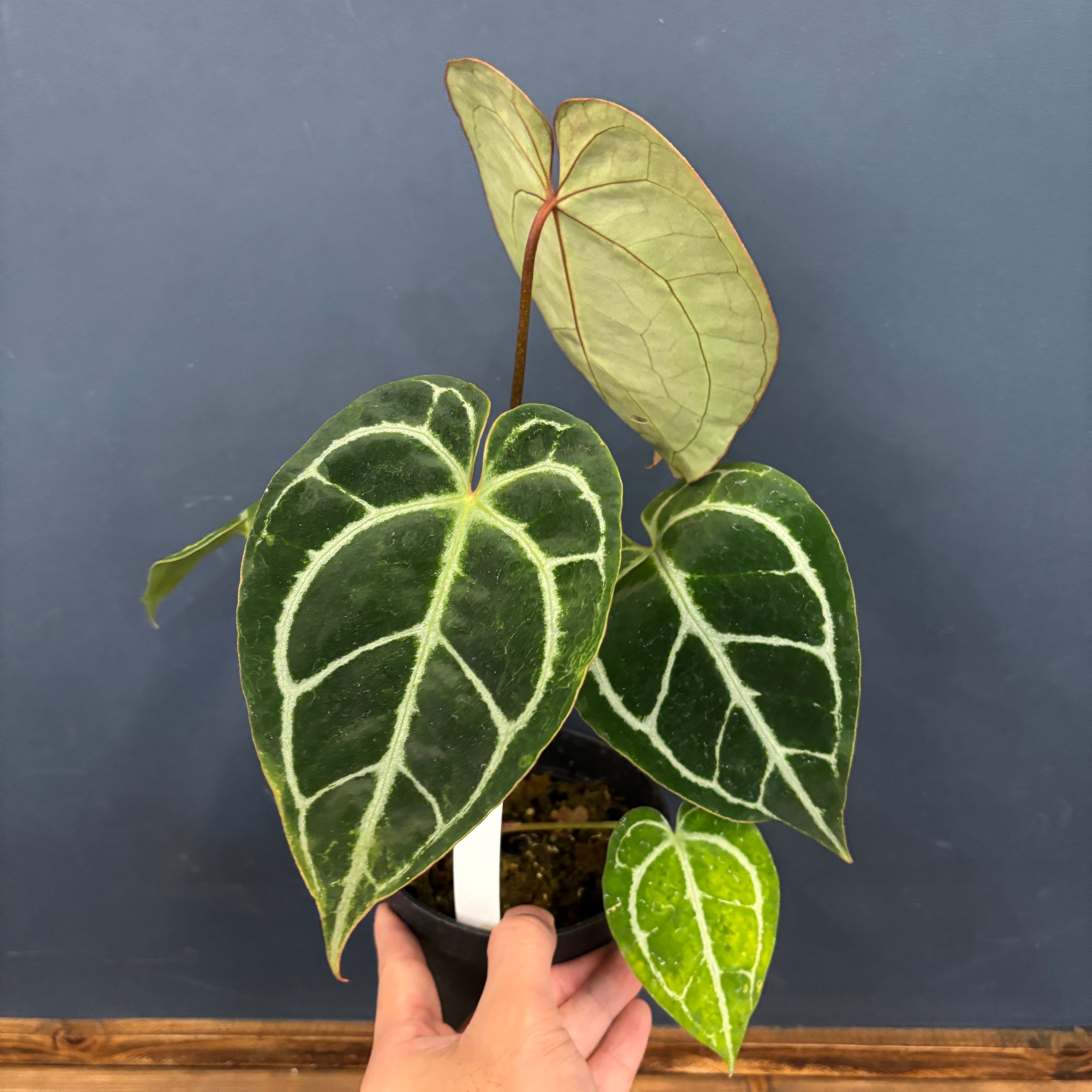 71 アンスリウム　クリスタリナム　ハイブリッド　斑入り　新葉ハーフムーン 葉傷みあり】アンスリウム クリスタリナム ホープ 3.5号ポット