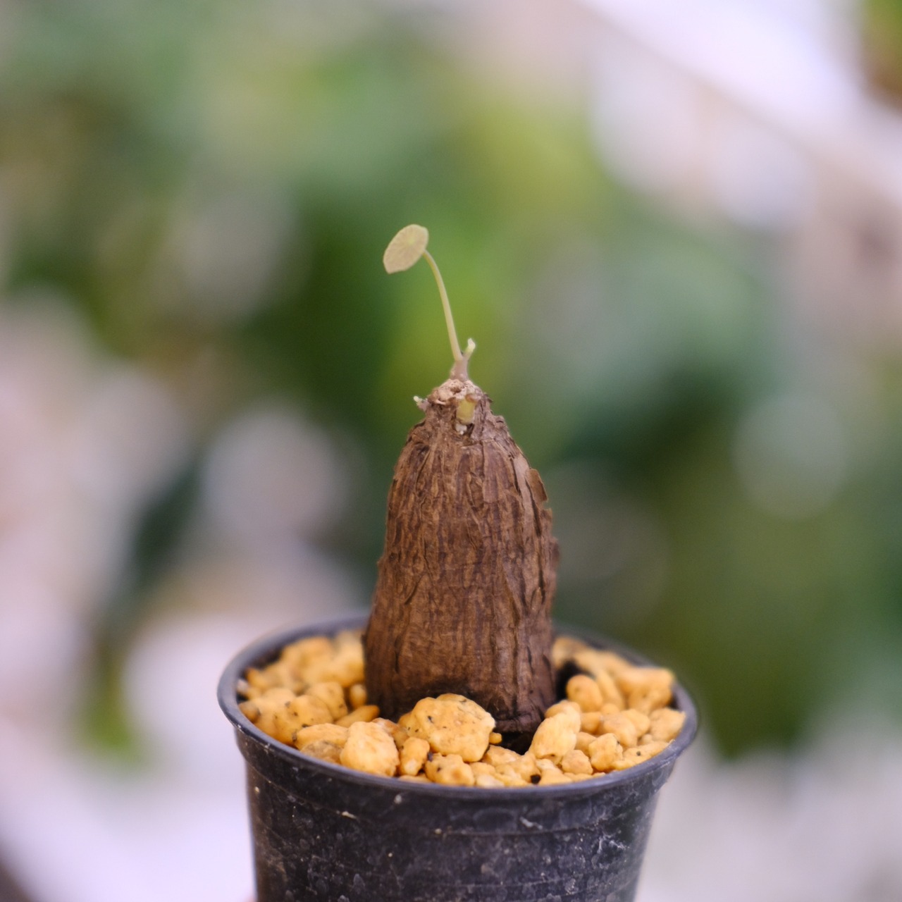 Stephania kaweesakii / ステファニア・カウィーサキ⑭ / 観葉植物<育て方・花言葉>