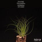 【送料無料】globosa〔エアプランツ〕現品発送T4178