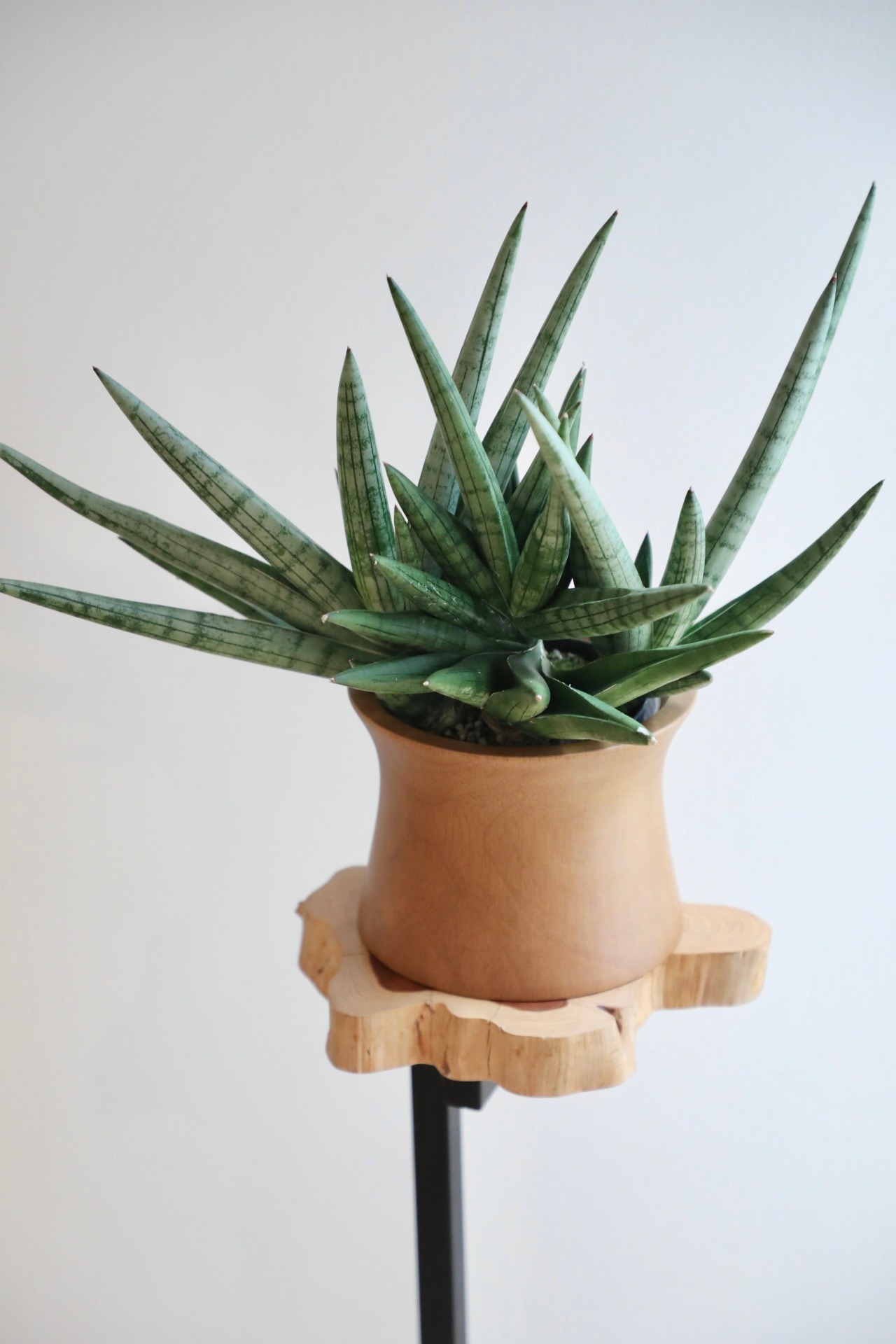 【M】サンスベリア シルバークラウン/Sanseveria　※ウッドポットカバー付き