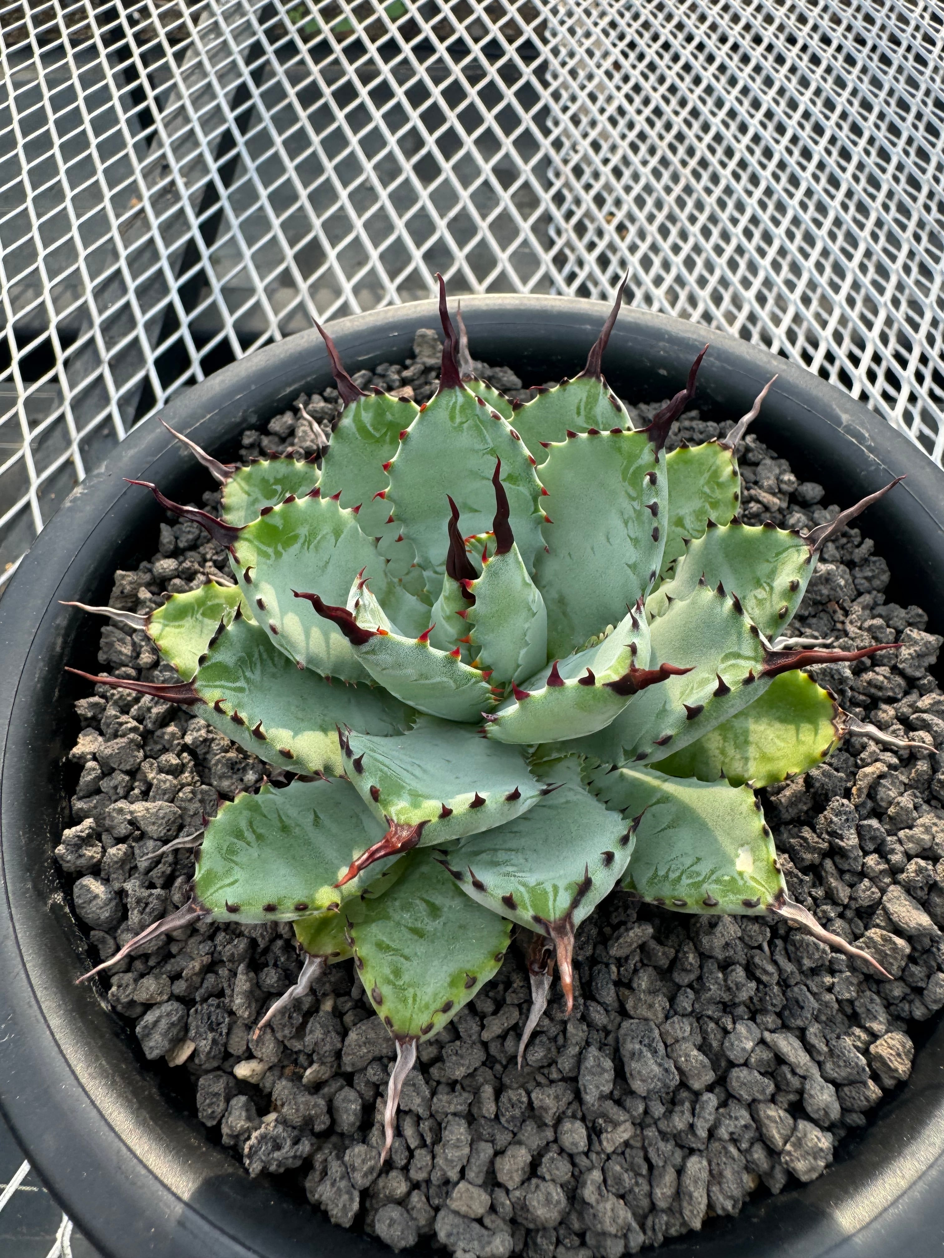 ハイブリッドアガベ マクロアカンサ×イシスメンシス