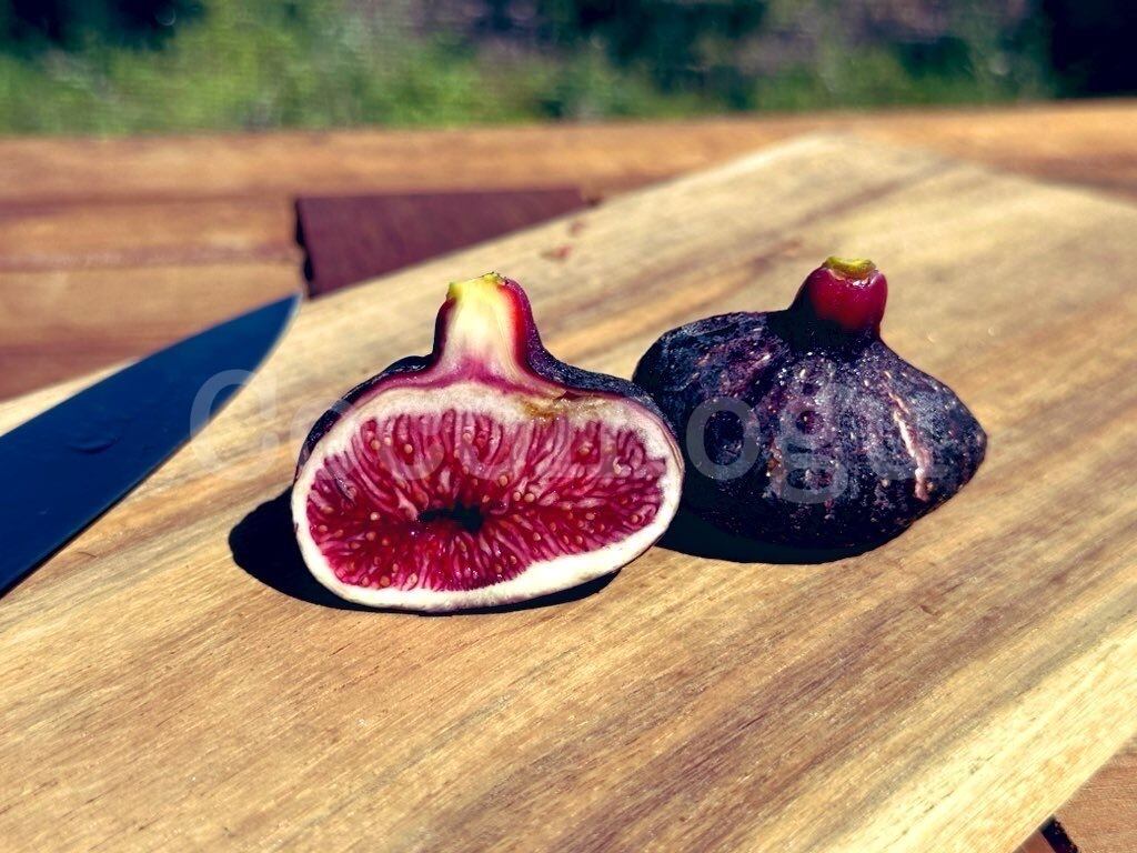 イチジク Madeira Island Blackマデイラア ドブラック 苗木小苗 イチジク Madeira Island Blackマデイラア ドブラック 苗木小苗