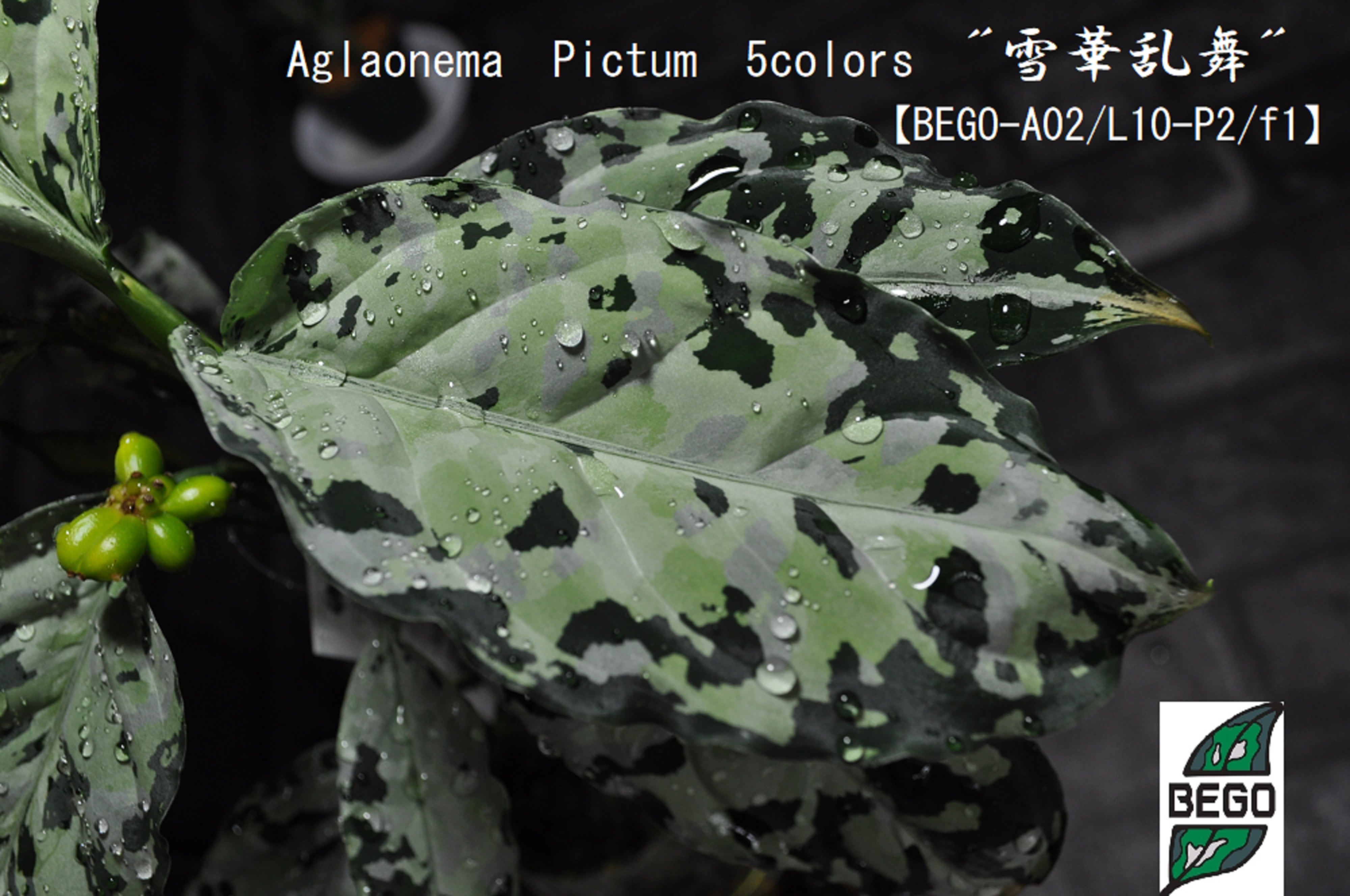 厳選株!! Aglaonema Pictum 5colors 厳選株!! Aglaonema Pictum 5colors