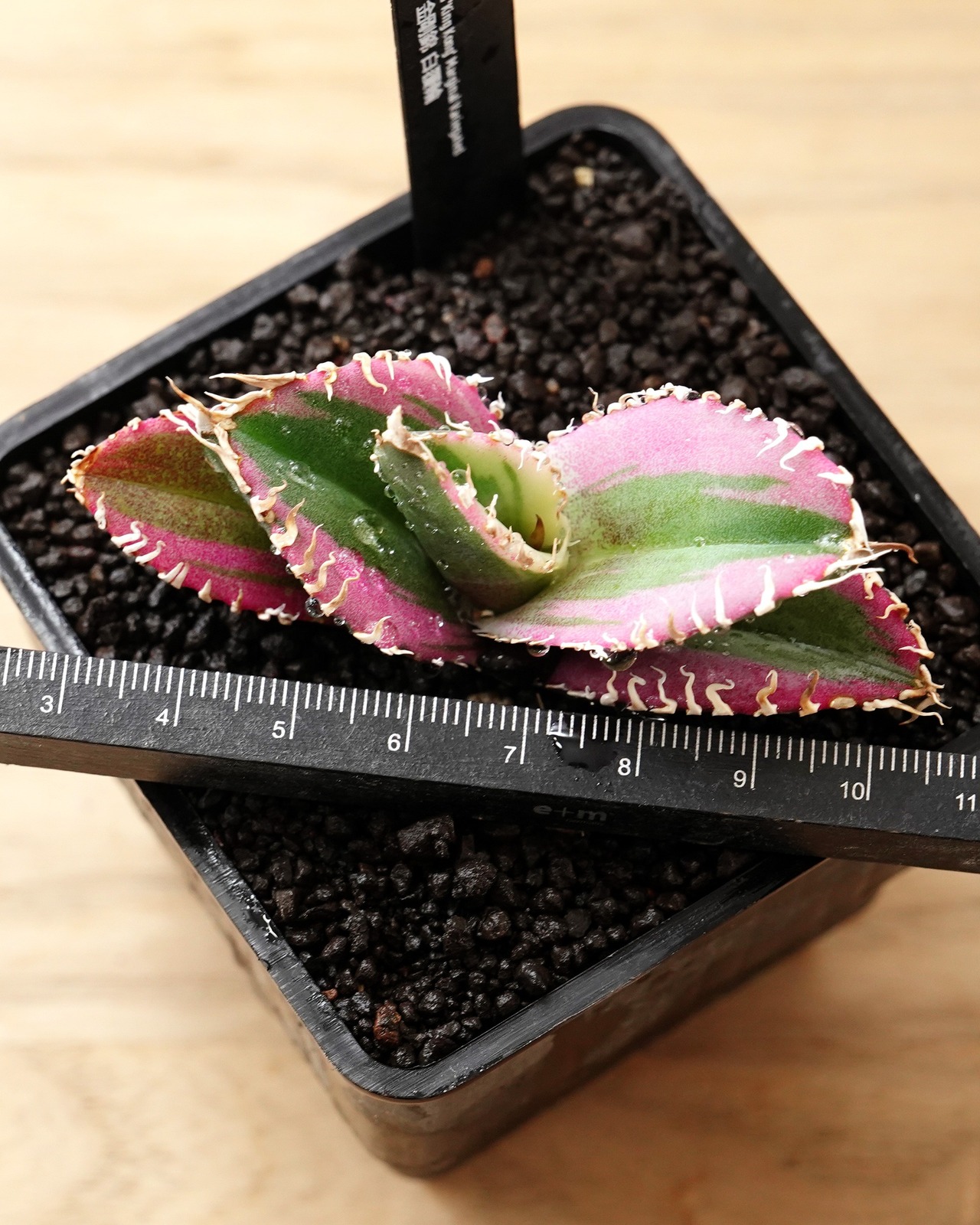 抜き苗 チタノタ 金剛錦 白覆輪 Agave titanota 'King Kong' Marginal Variegated