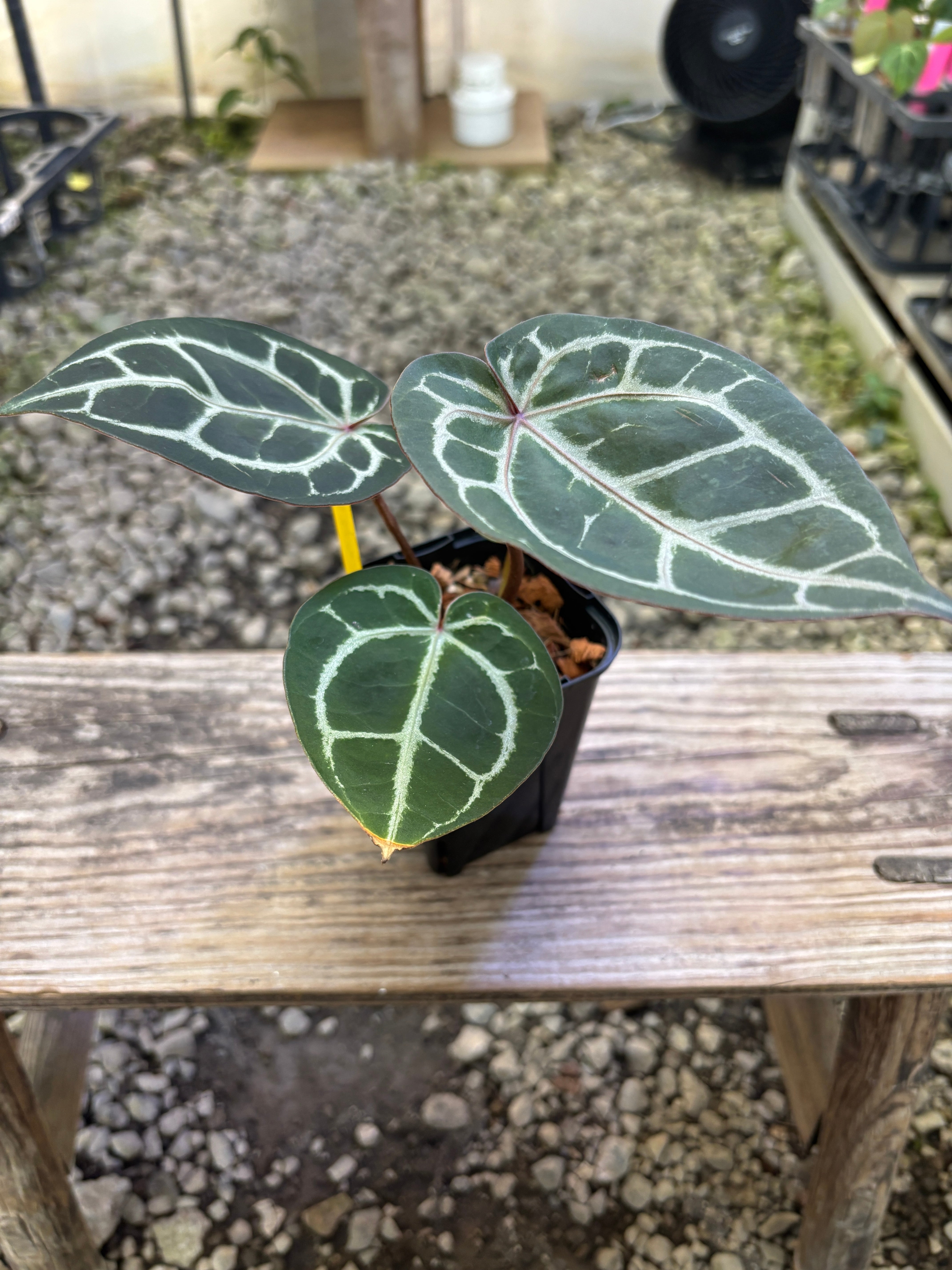 Anthurium | BALI-AN 園芸
