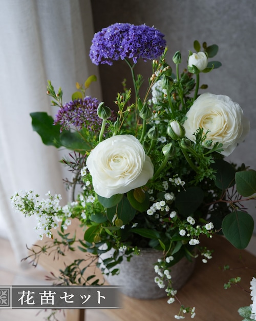 【ミニ花苗セット】スターチスとホワイトラナンと白い小花のミニ苗セット