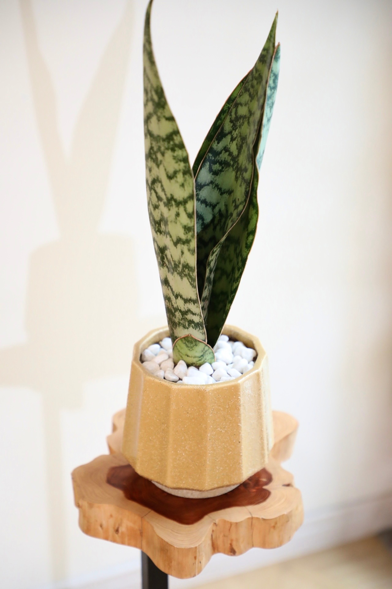 【S】サンスベリア オブリティアナ/Sanseveria　※陶器鉢付き